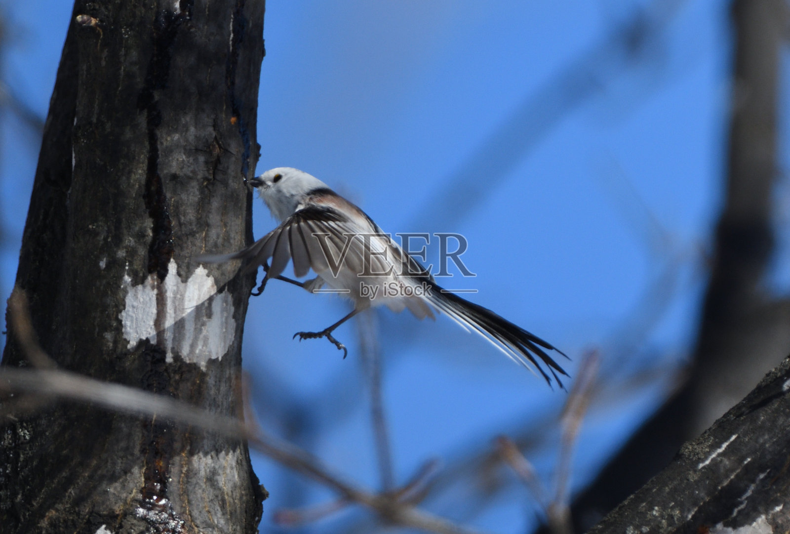 在北海道的一个冬季公园里，一只长尾山雀在空中盘旋，舔着枫树的汁液。照片摄影图片