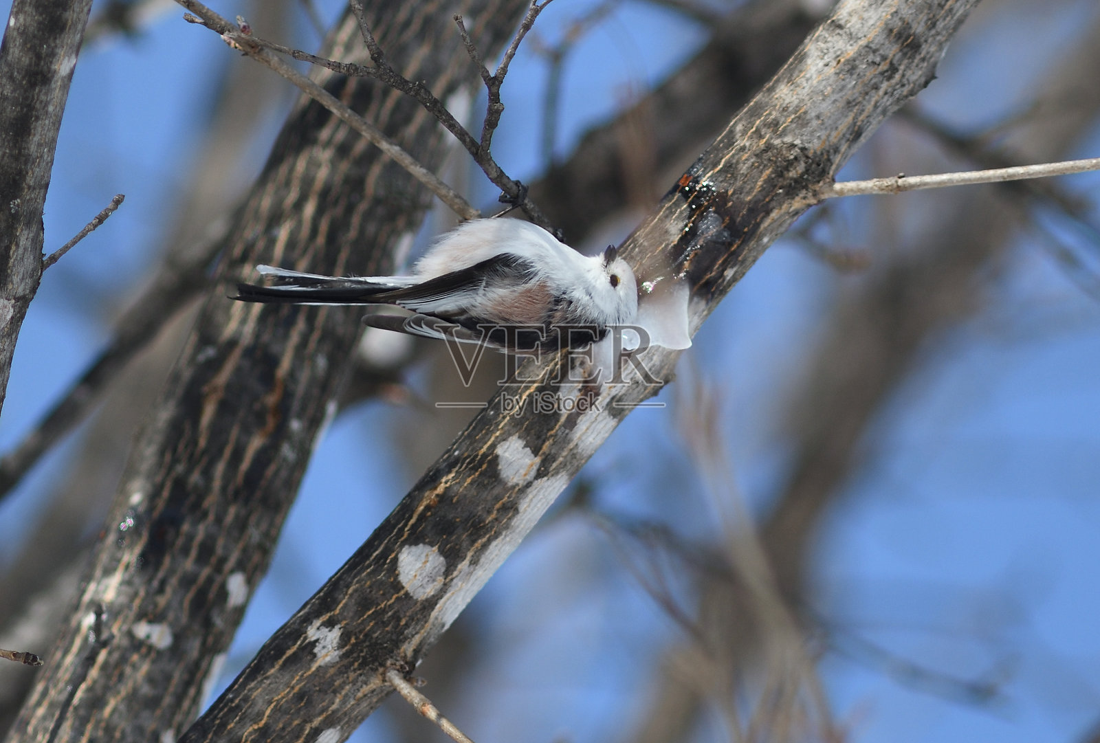 北海道冬季公园里，一只长尾山雀正在舔枫树上形成的冰柱。照片摄影图片