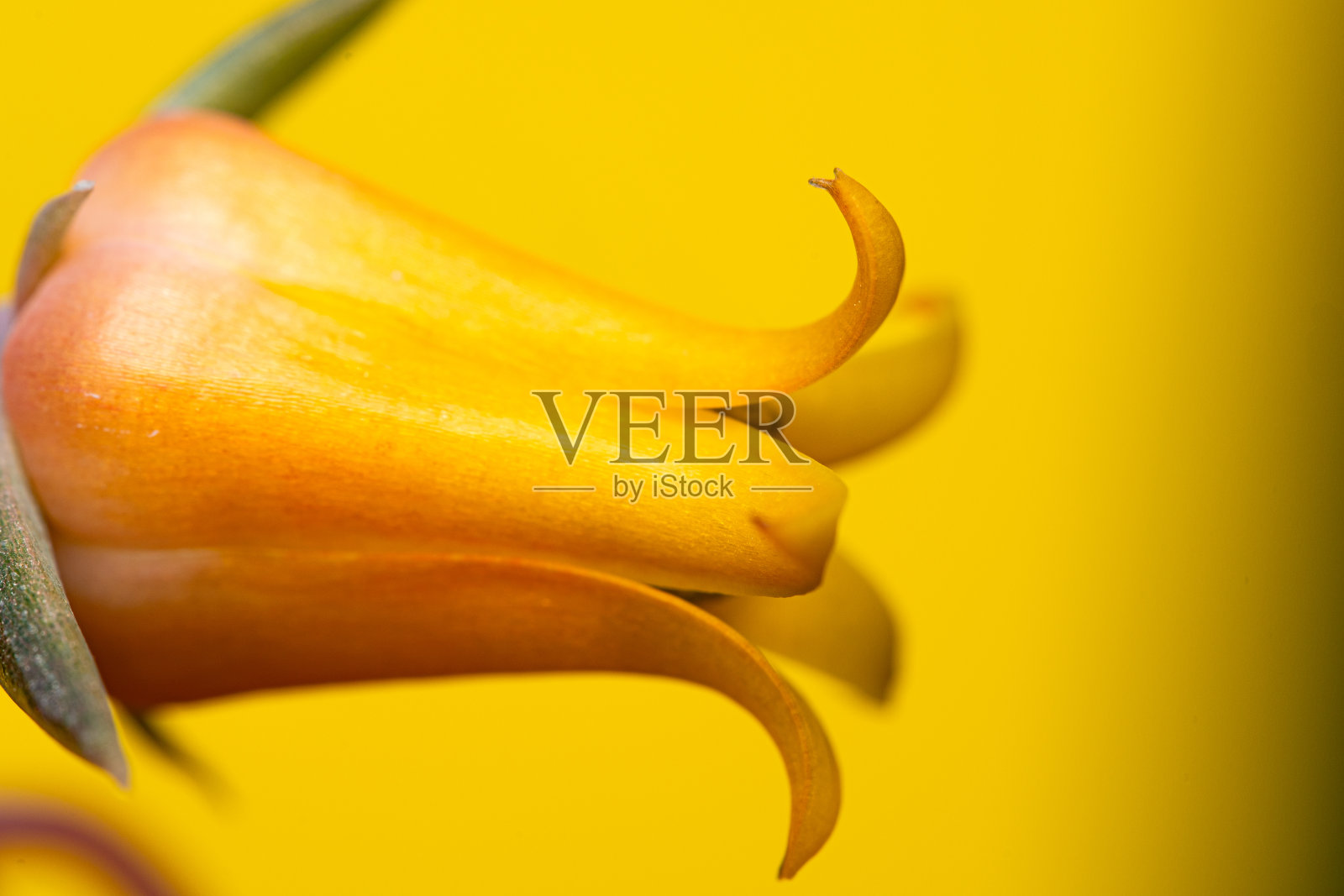 彩虹蜈蚣草。特写异国情调的热带花。色彩鲜艳的照片，清新的春花在孤立的背景照片摄影图片