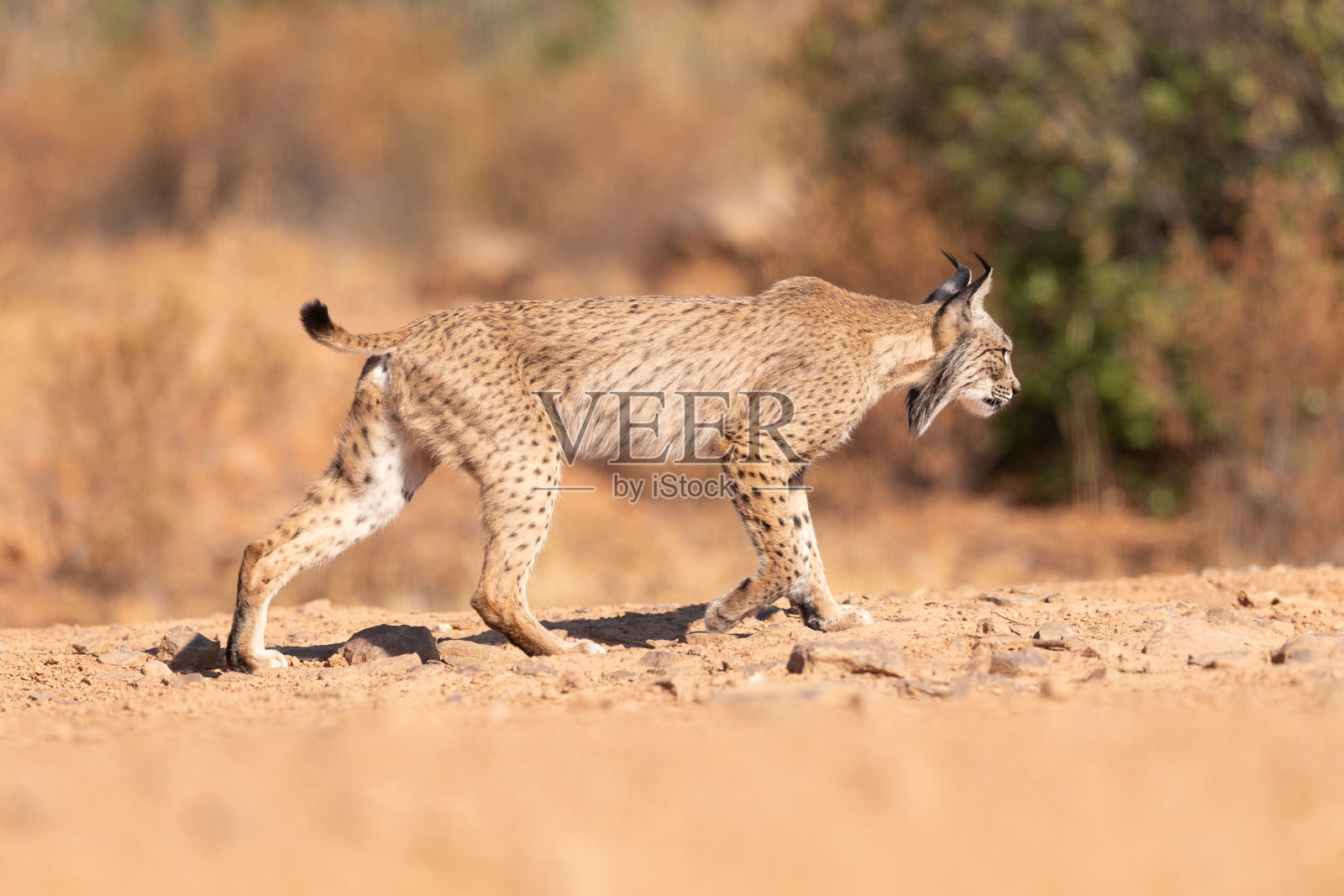 西班牙牧场上的伊比利亚猞猁照片摄影图片