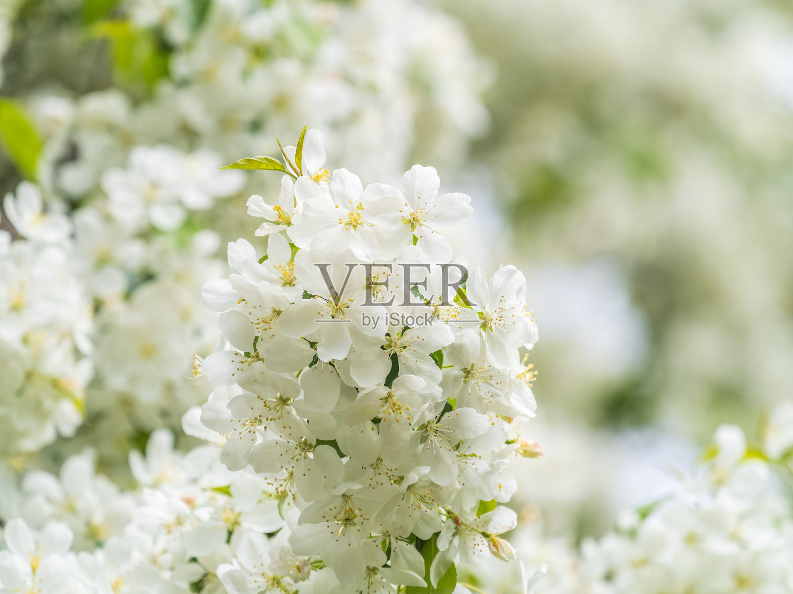 在夕阳的余晖中，开着白花的苹果树照片摄影图片