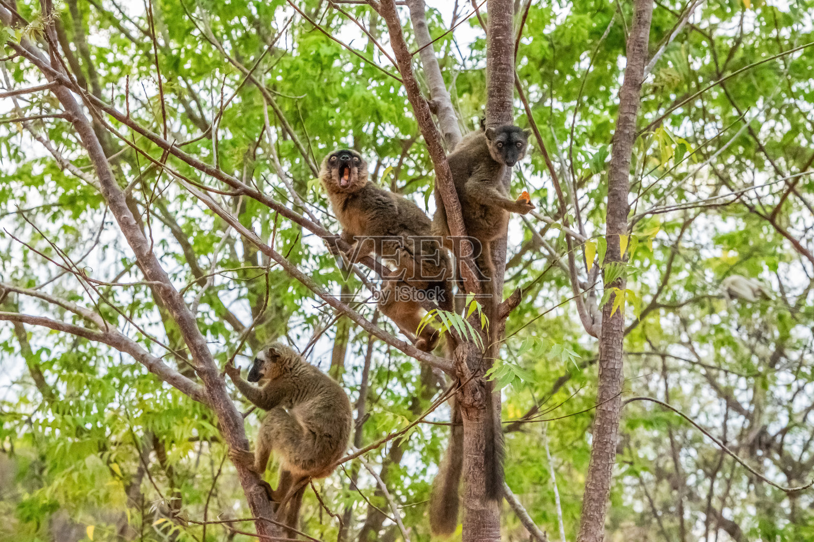 有橙色眼睛的普通棕色狐猴。照片摄影图片