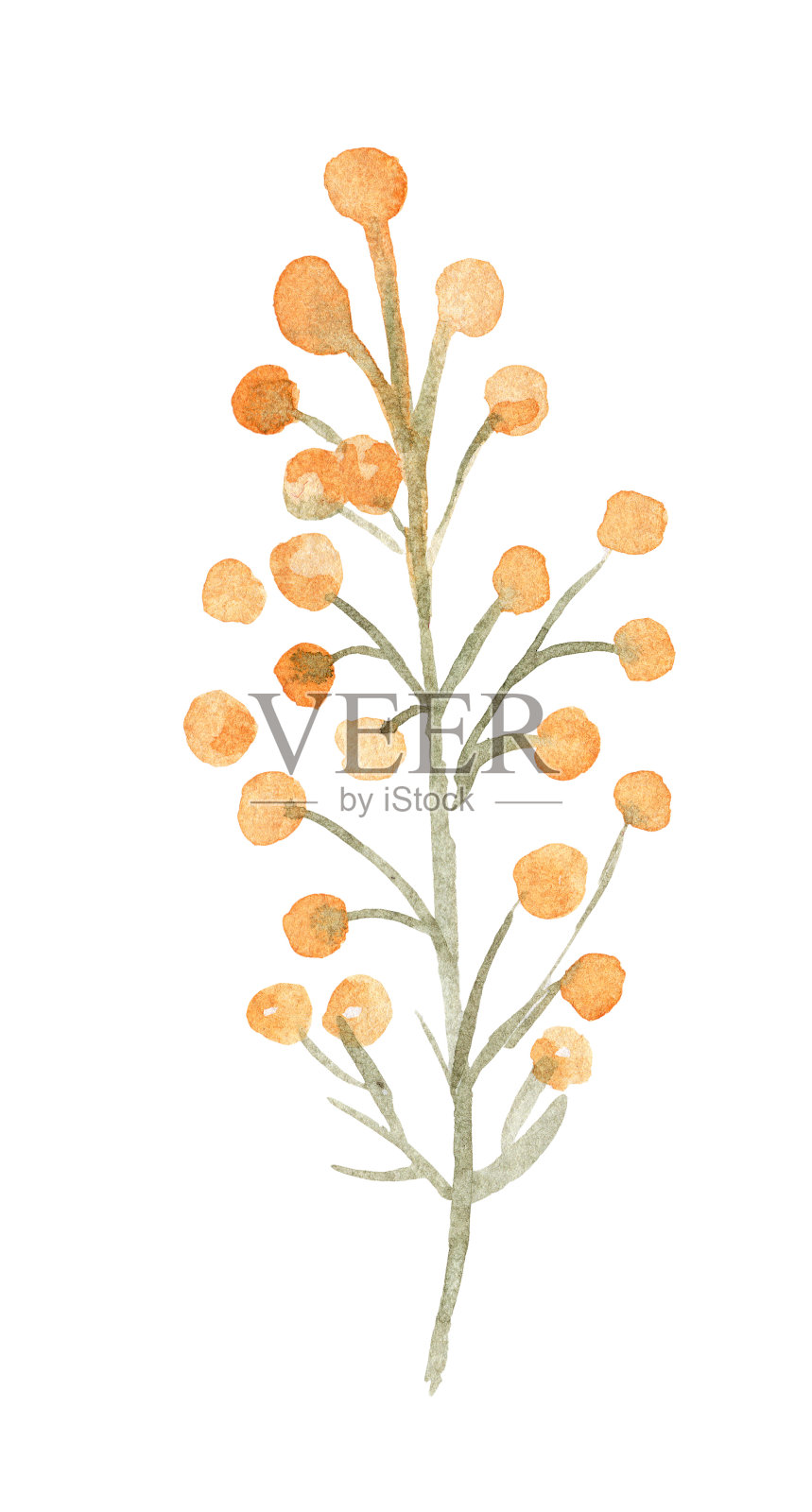 水彩含羞草分支插图孤立在白色插画图片素材