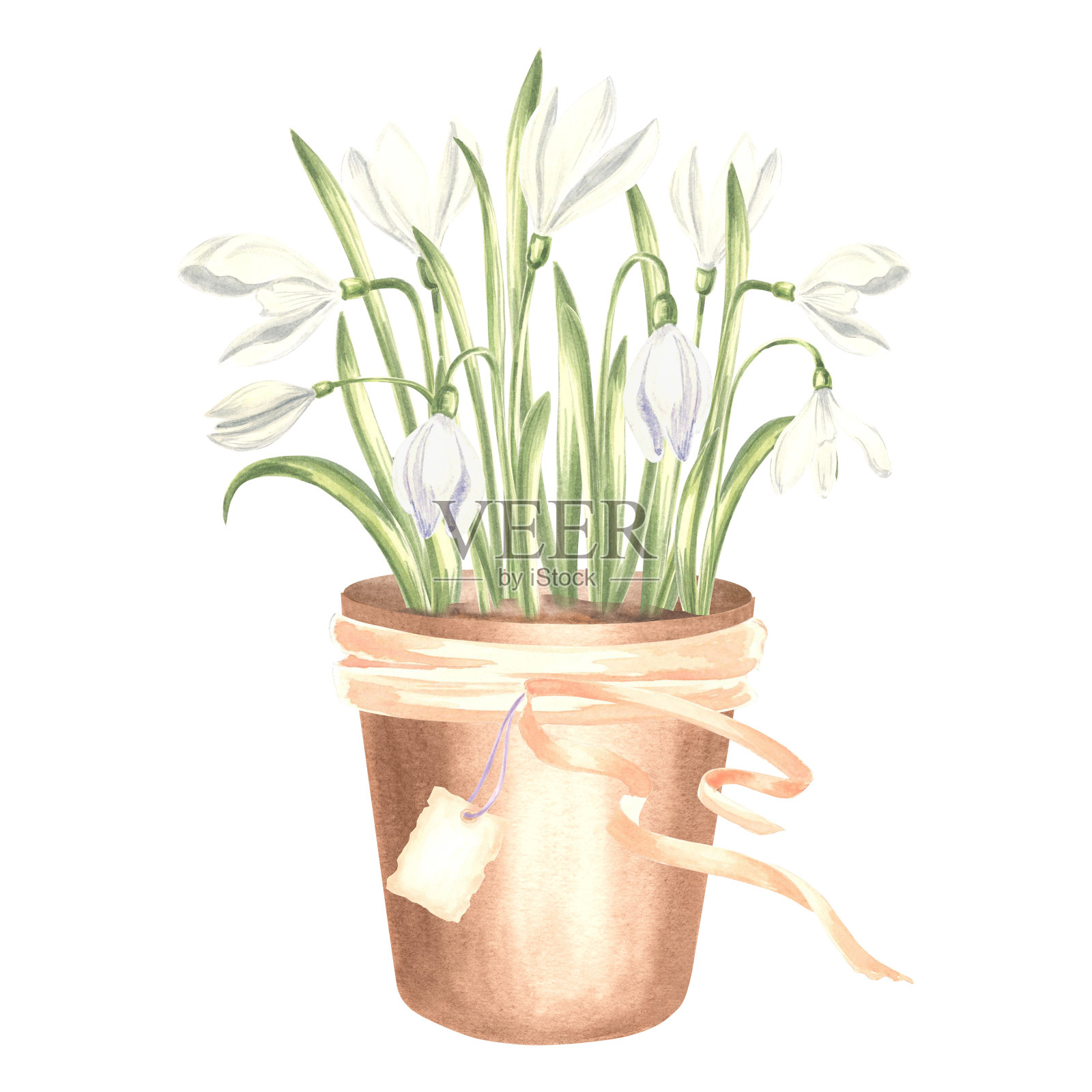 白色的雪花莲在粘土花盆与丝带和标签，水彩画插图。手工绘制的春季樱草花。植物绘图模板卡片，包装，餐具，纺织，刺绣。插画图片素材