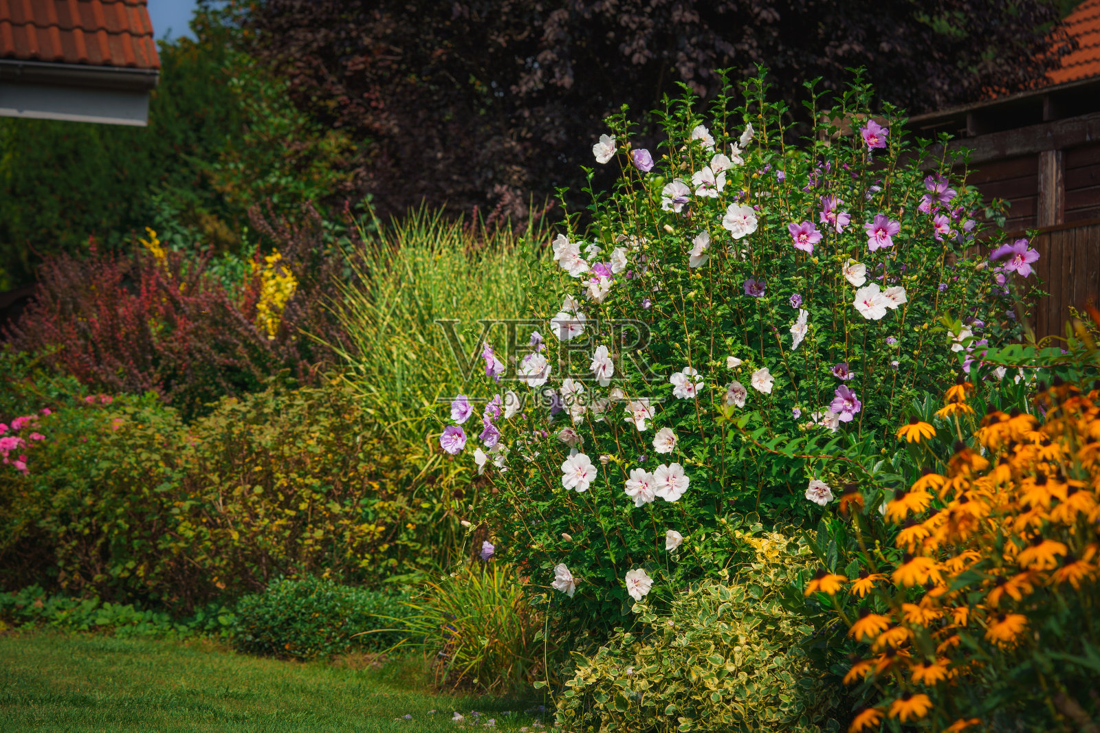 白色和粉红色的芙蓉花在花园里美丽地绽放，在乡村的花圃里照片摄影图片