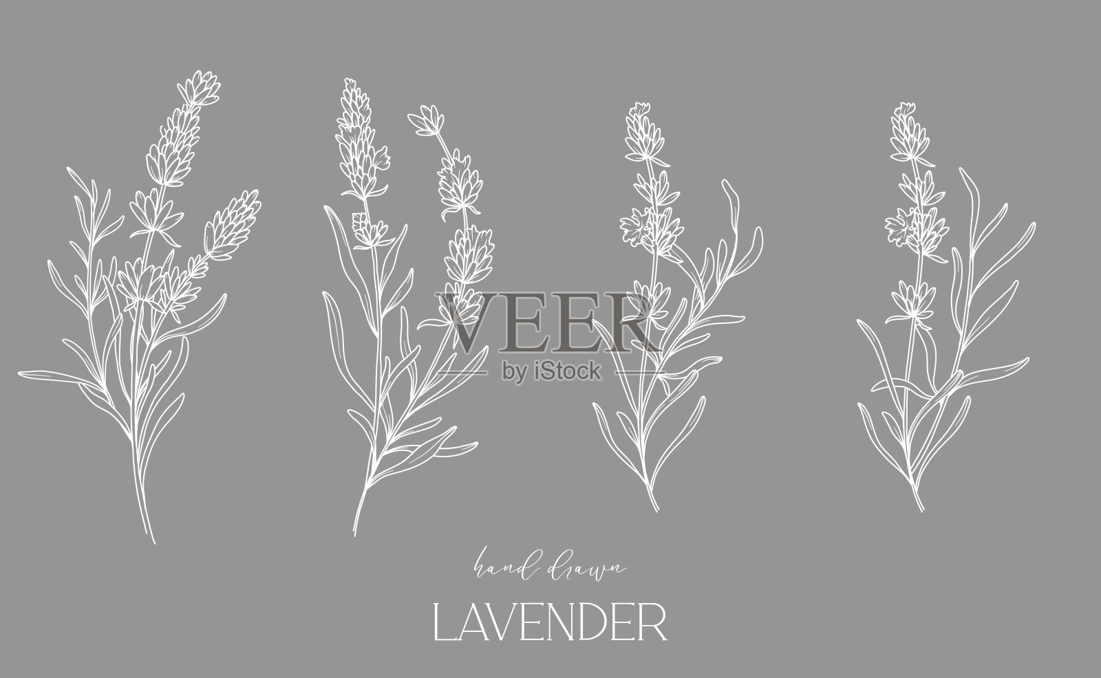 薰衣草线条绘制。黑白花束。花卉着色页。花卉线条艺术。细线薰衣草插图。手绘花。植物色素。婚礼请柬花插画图片素材