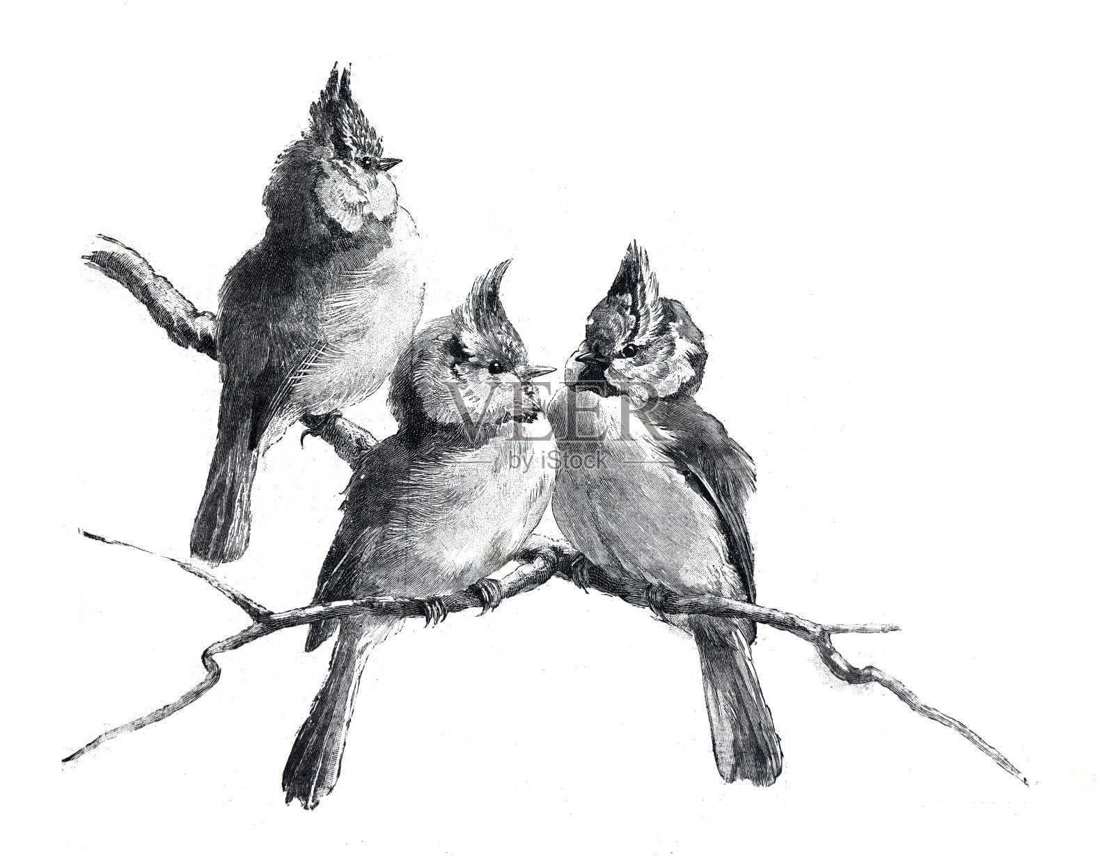 老式鸣禽收藏。鸟类特征孤立。收集快乐的小鸟壁纸。手绘复古插图。鸟类的海报。复古的鸣禽背景。插画图片素材