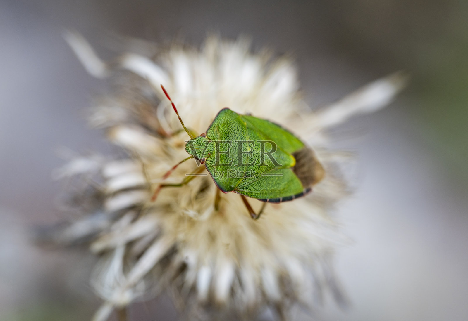 绿甲虫在Carlina植物干花上的细节照片摄影图片