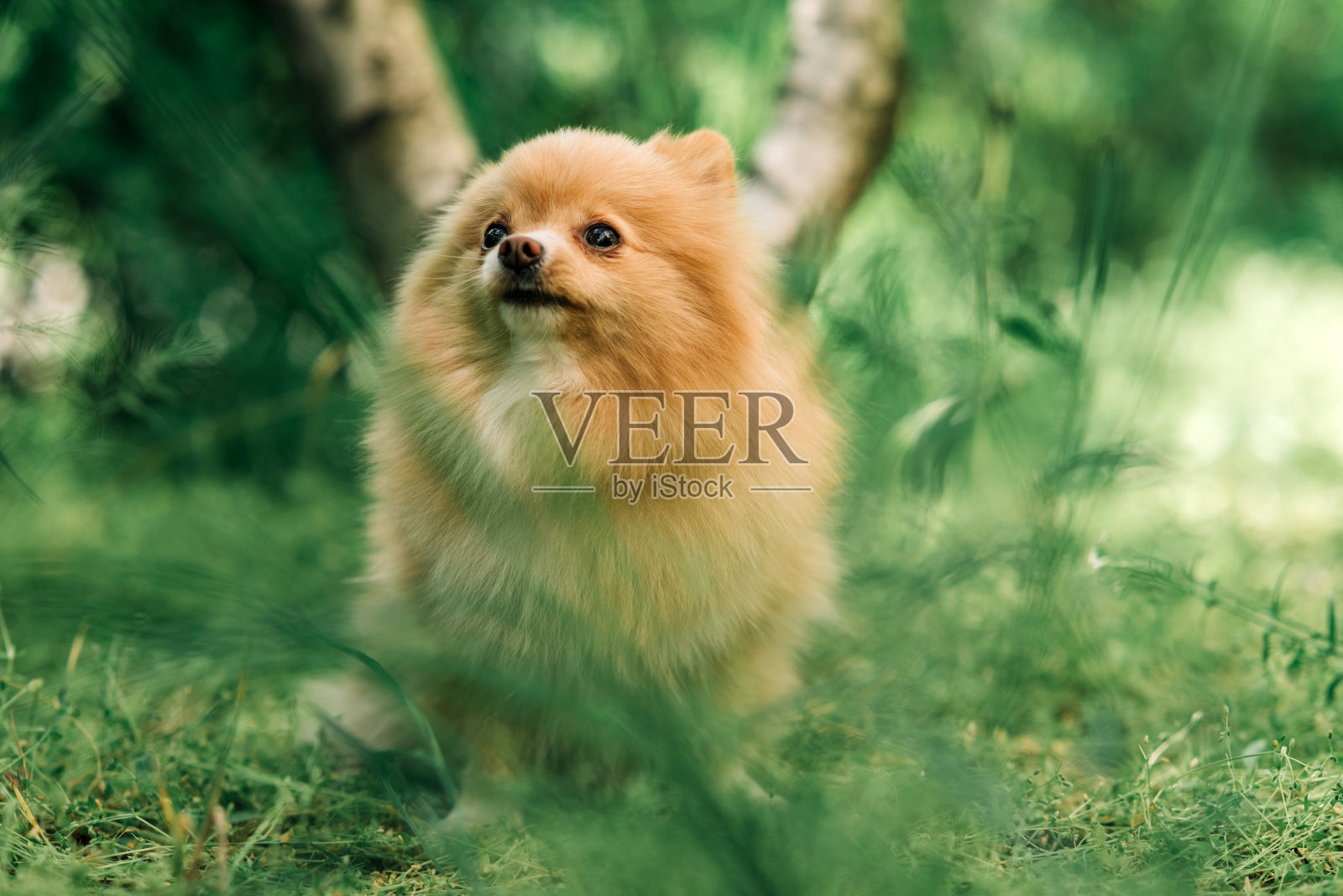 以绿草和灌木丛为背景的波美拉尼亚斯皮兹特写照片摄影图片