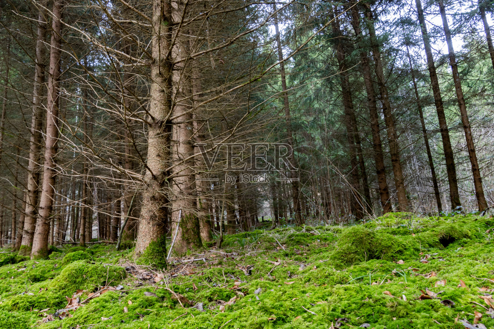 森林的地面上覆盖着绿色的苔藓照片摄影图片