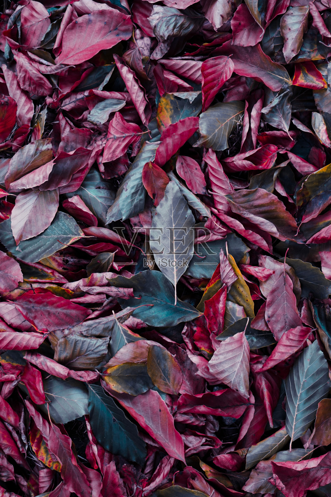 秋季地面上的棕色和红色干燥树叶照片摄影图片