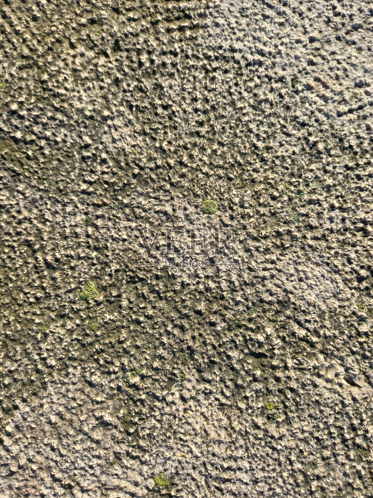 黑莓特蕾西照片摄影图片