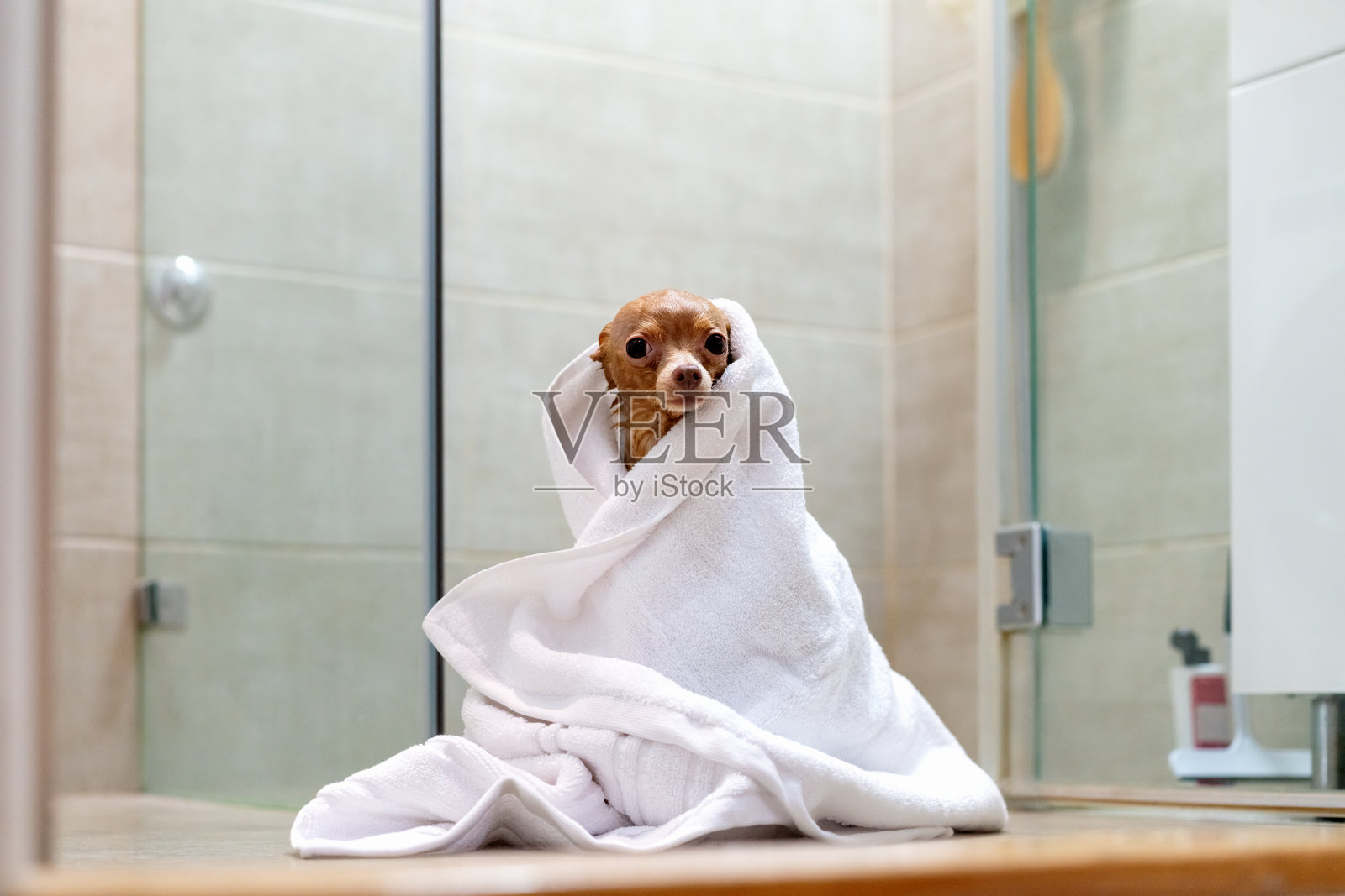 沐浴后，可爱的小玩具梗狗裹着白毛巾坐在浴室里。照片摄影图片