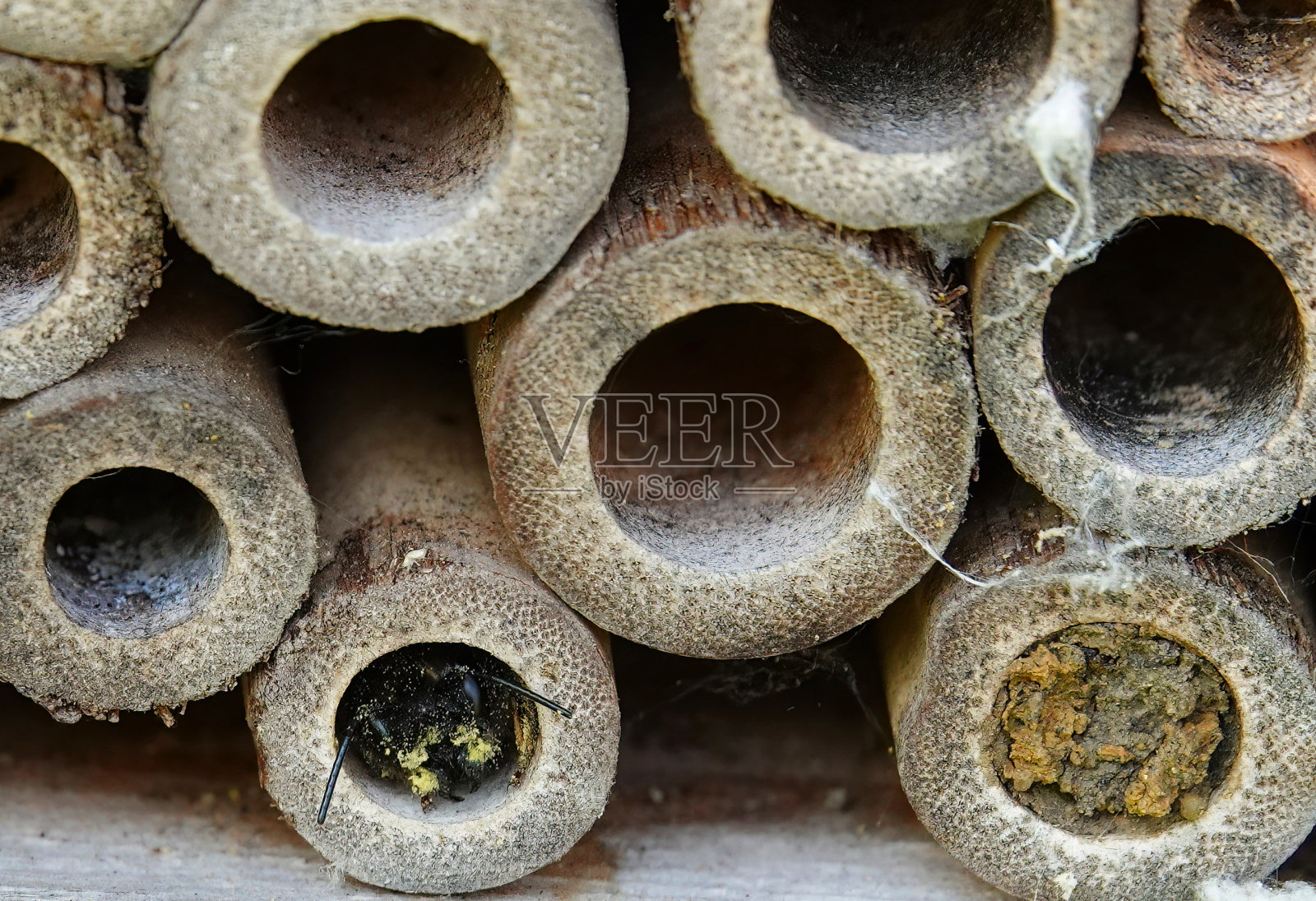 一只孤独的蜜蜂从花园昆虫旅馆的木巢管中钻出来。照片摄影图片