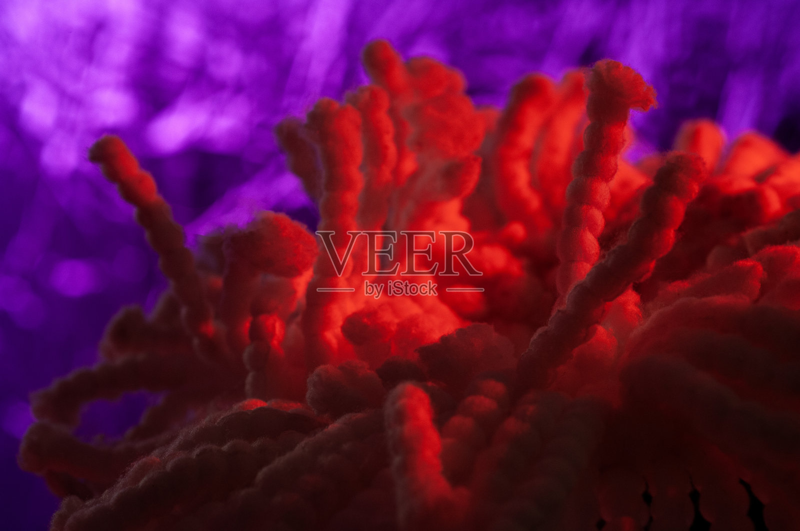 红色和紫色照片摄影图片