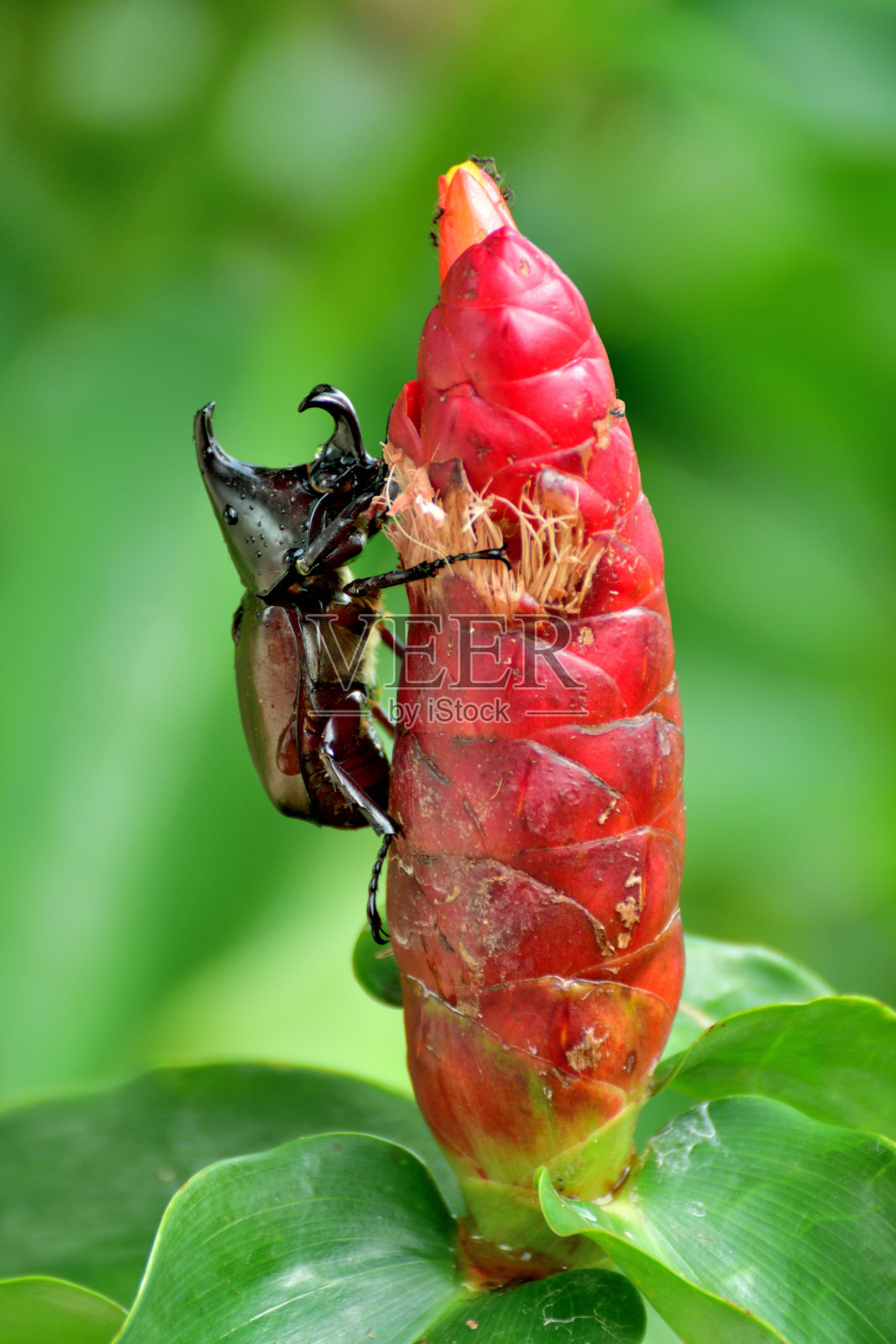 螺旋形Costus /螺旋形姜照片摄影图片