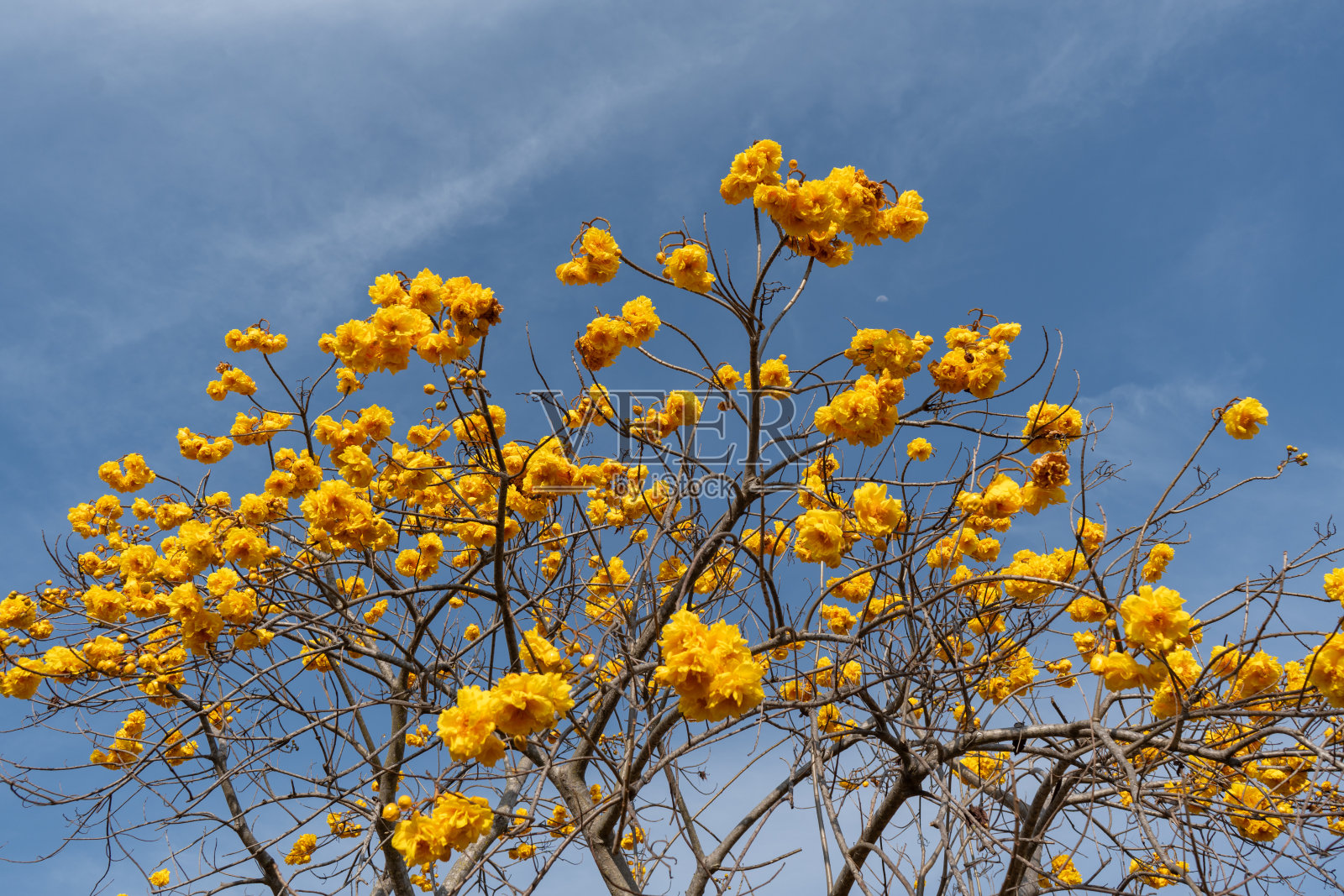 黄丝棉花园照片摄影图片