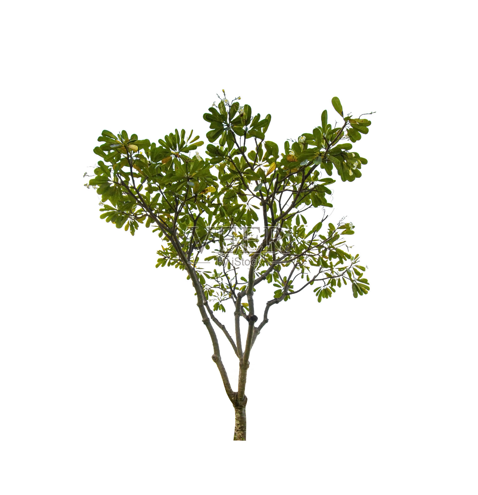 单一的树孤立的白色背景与剪辑路径照片摄影图片