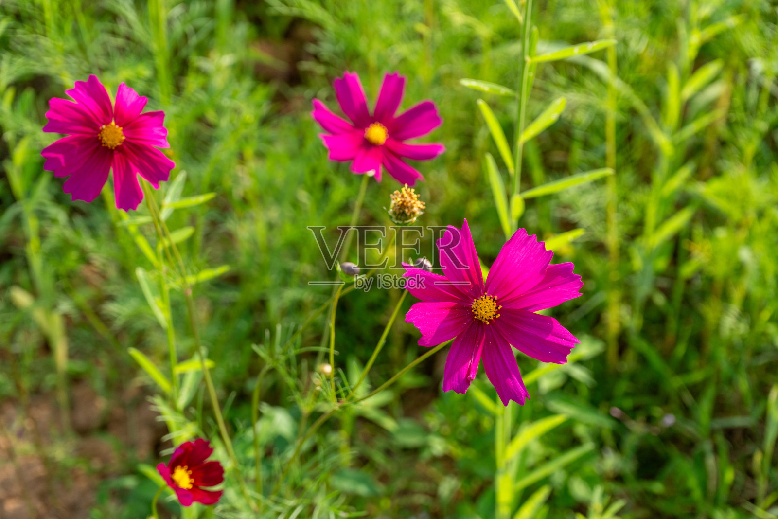 粉红色的宇宙花田。自然背景。照片摄影图片