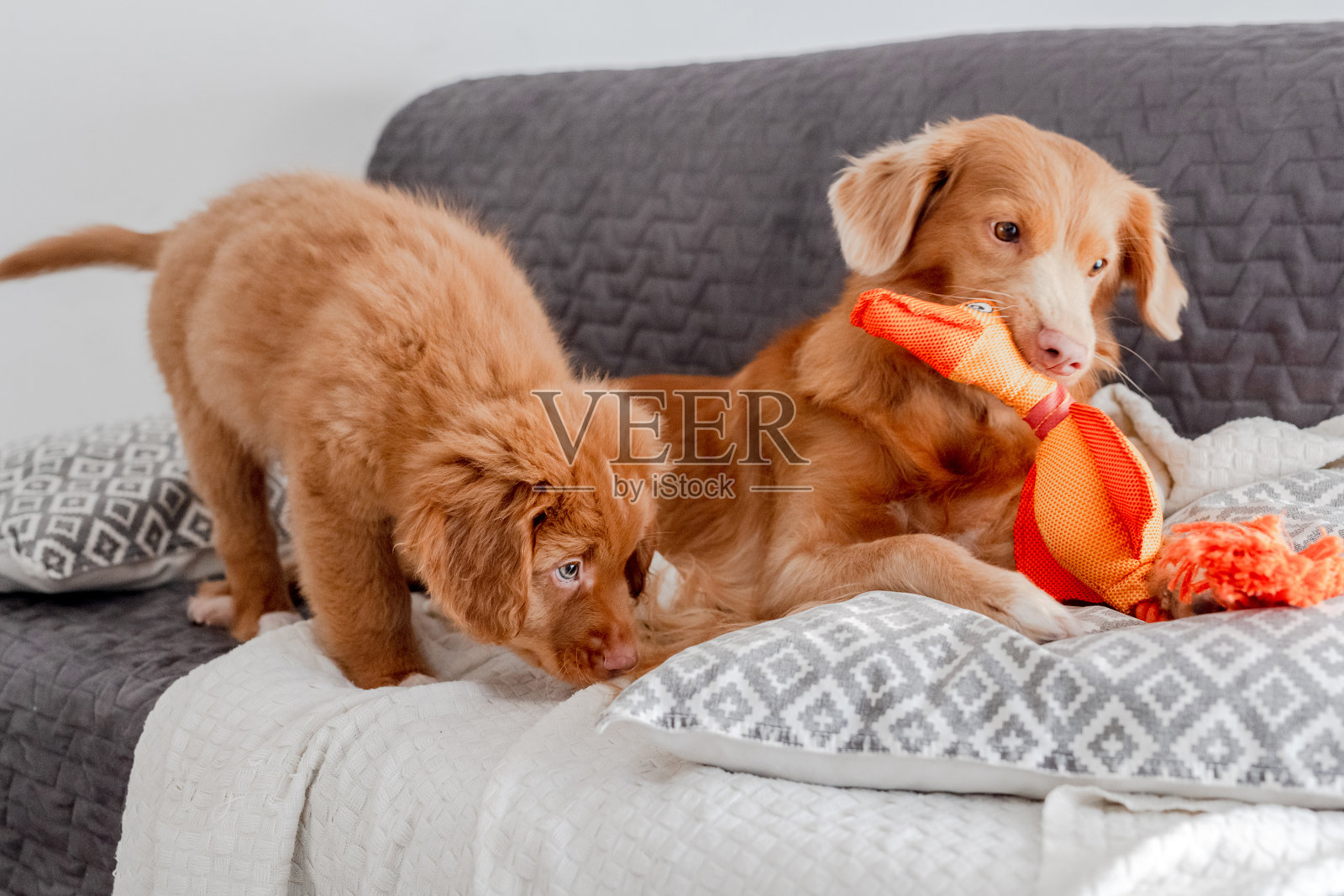 托勒狗和他的小狗和明亮的鸭子玩具躺在沙发上照片摄影图片