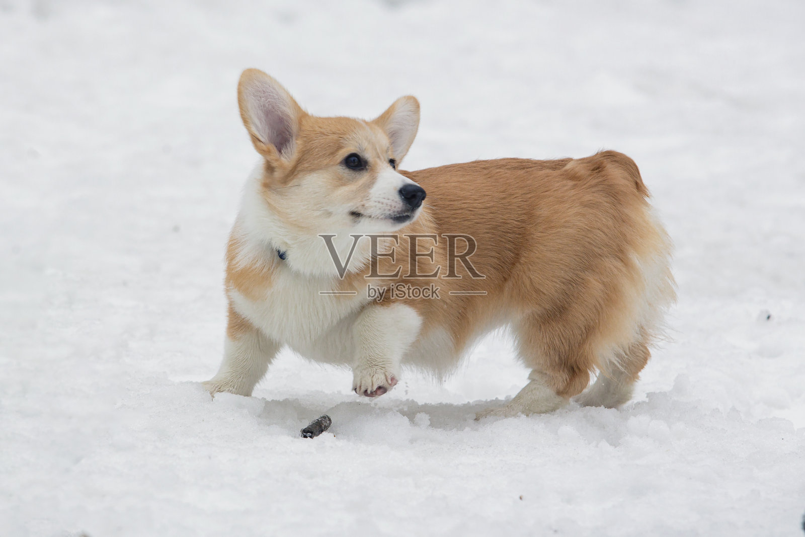 雪中的彭布罗克威尔士柯基犬照片摄影图片