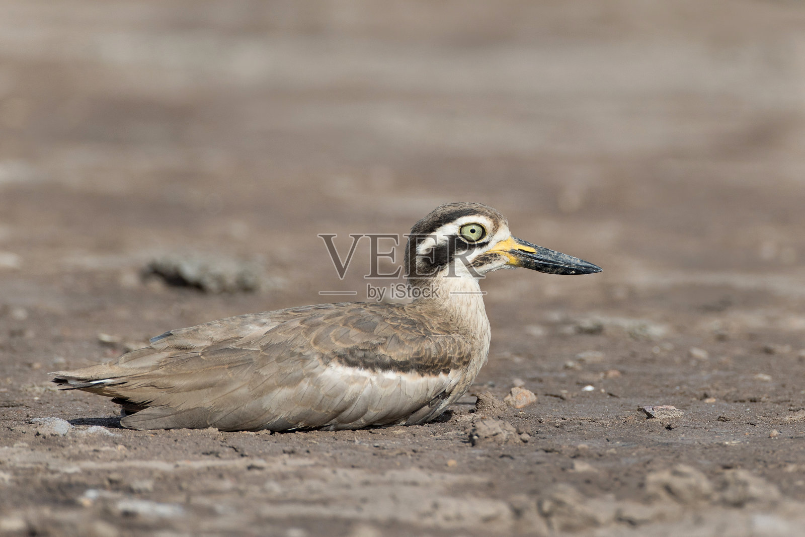 伟大的Thick-knee照片摄影图片