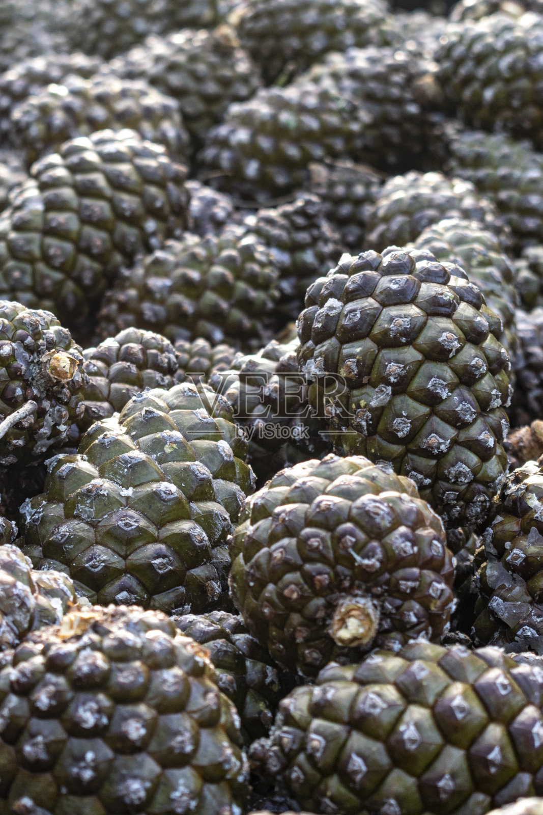 菠萝锥在一个大的堆收获提取白松仁菠萝锥运动在卡斯蒂利亚利昂-西班牙照片摄影图片