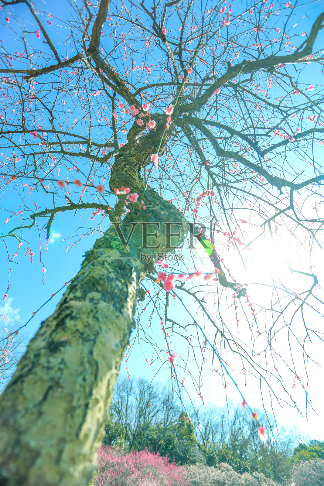 雨后，垂柳沐浴在清晨的阳光下。照片摄影图片