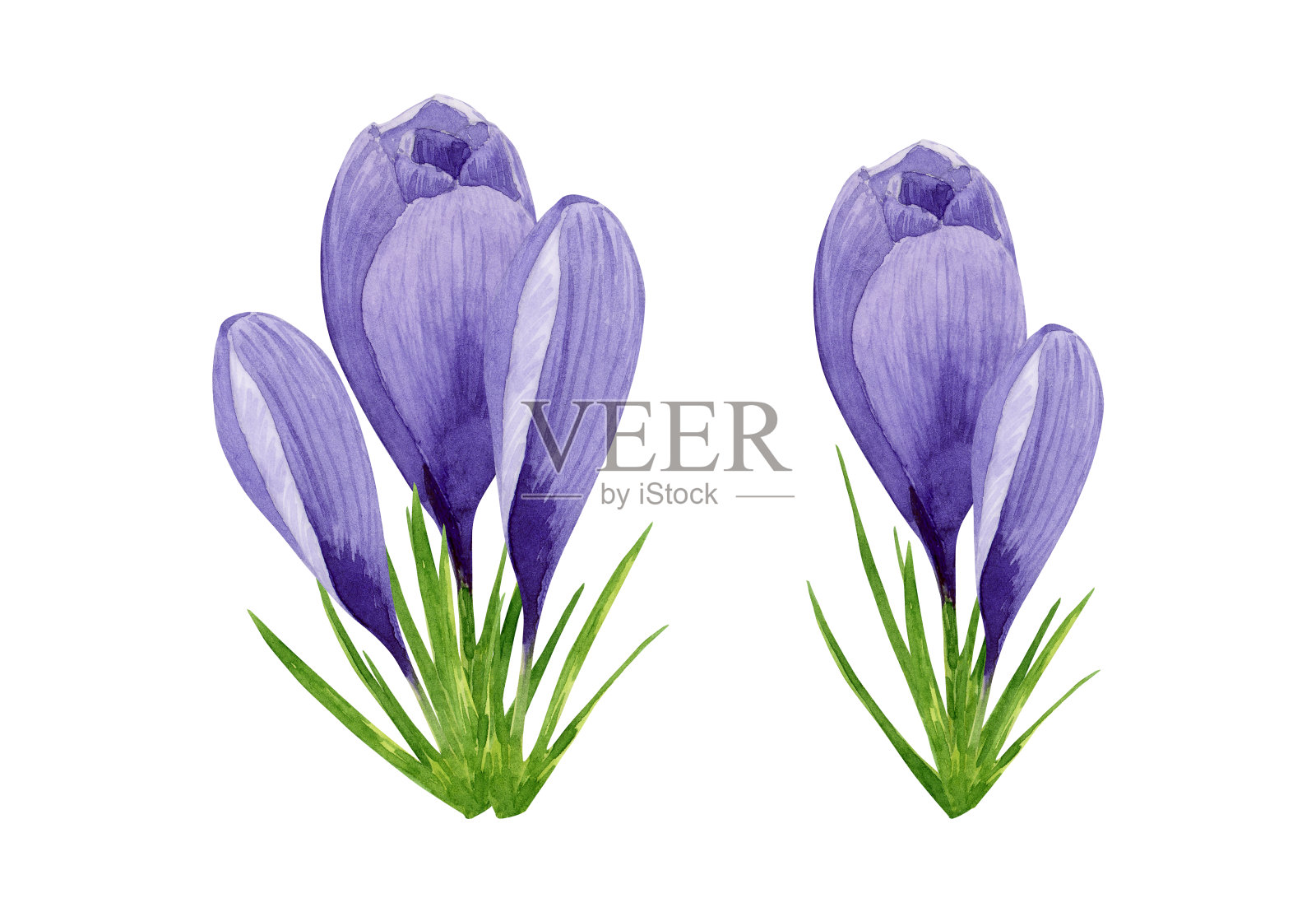 紫色番红花，春天的花朵。手绘水彩花卉插图孤立的白色背景。设计元素的标签，包装，明信片，邀请，贴纸，纺织品，复活节2024插画图片素材