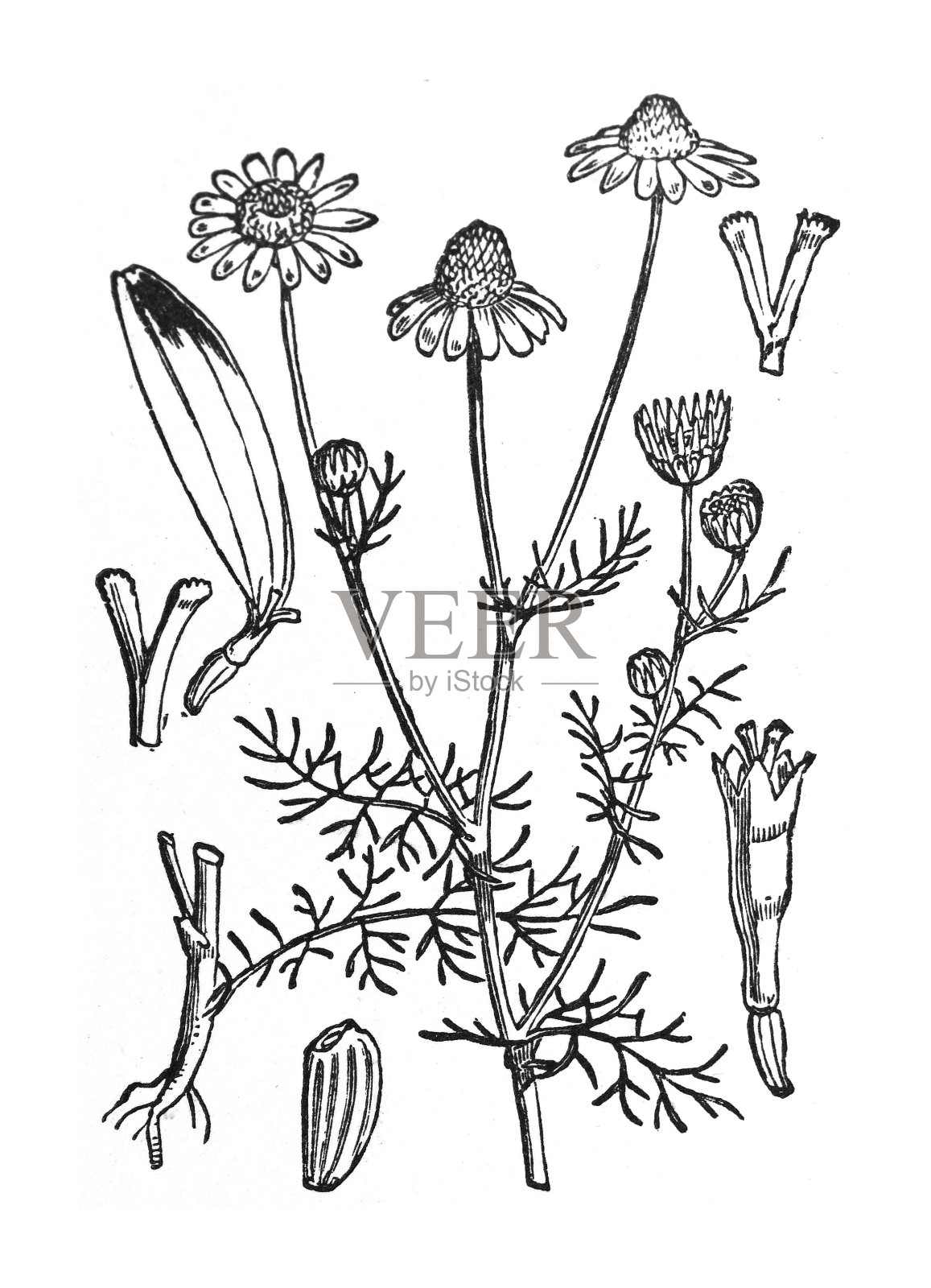 德国洋甘菊，匈牙利洋甘菊(卡蜜拉)，野生洋甘菊，蓝色洋甘菊或有香味的五月草(洋甘菊)-复古雕刻插图孤立在白色背景上插画图片素材