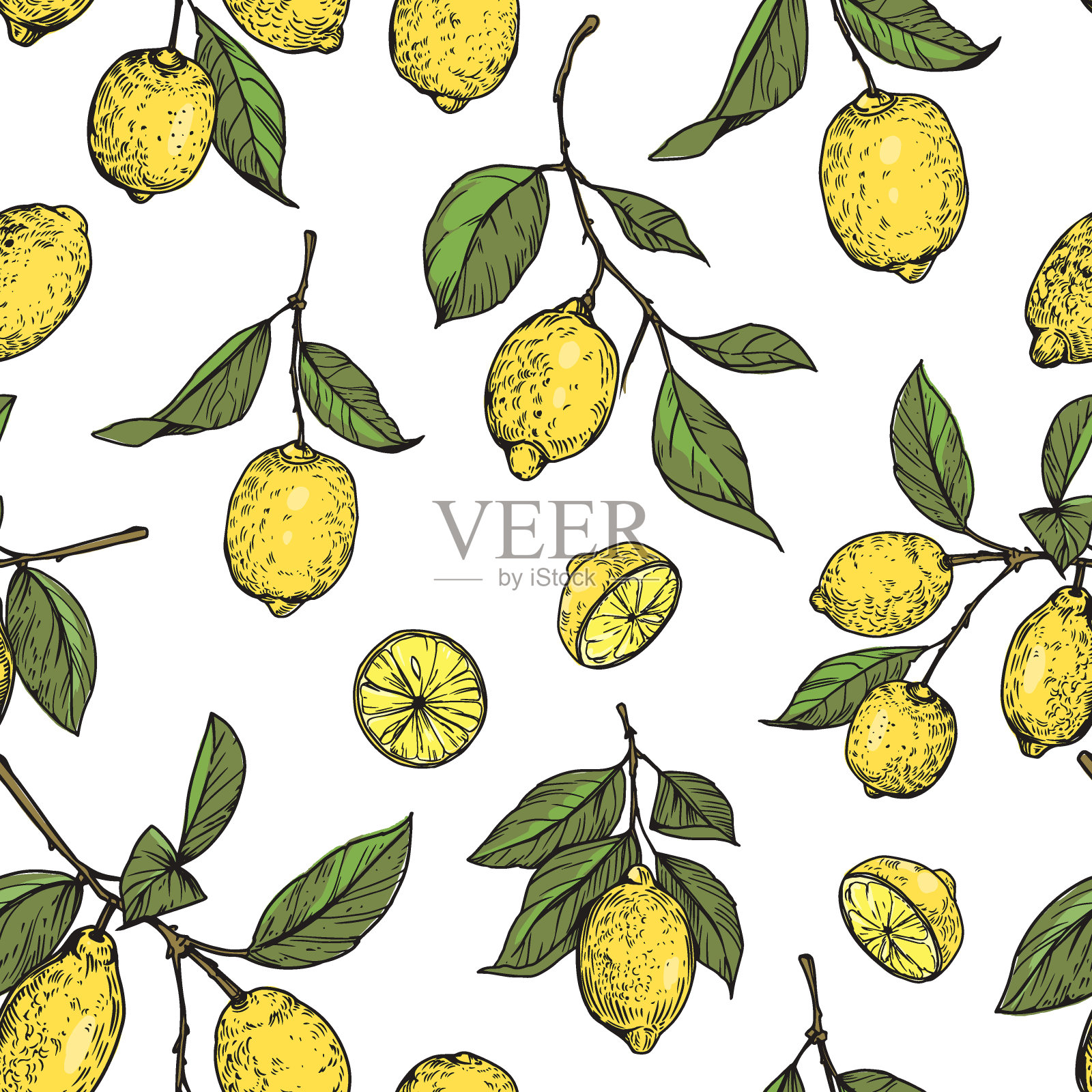 柠檬，柑橘类水果。一套现实的矢量插图，手绘，复古的雕刻风格。插画图片素材