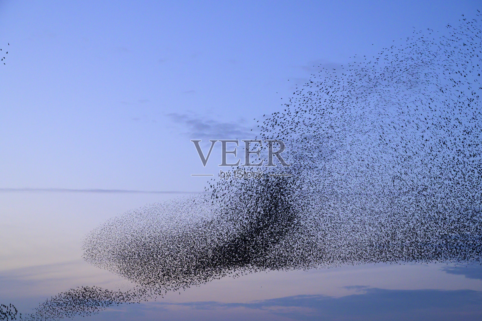 黄昏时，八哥在喃喃低语照片摄影图片