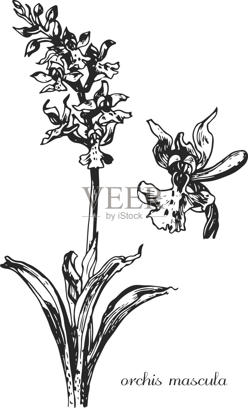 兰花mascula。兰花的植物插图。单色兰花，黑白兰花手绘，兰花素描插画图片素材