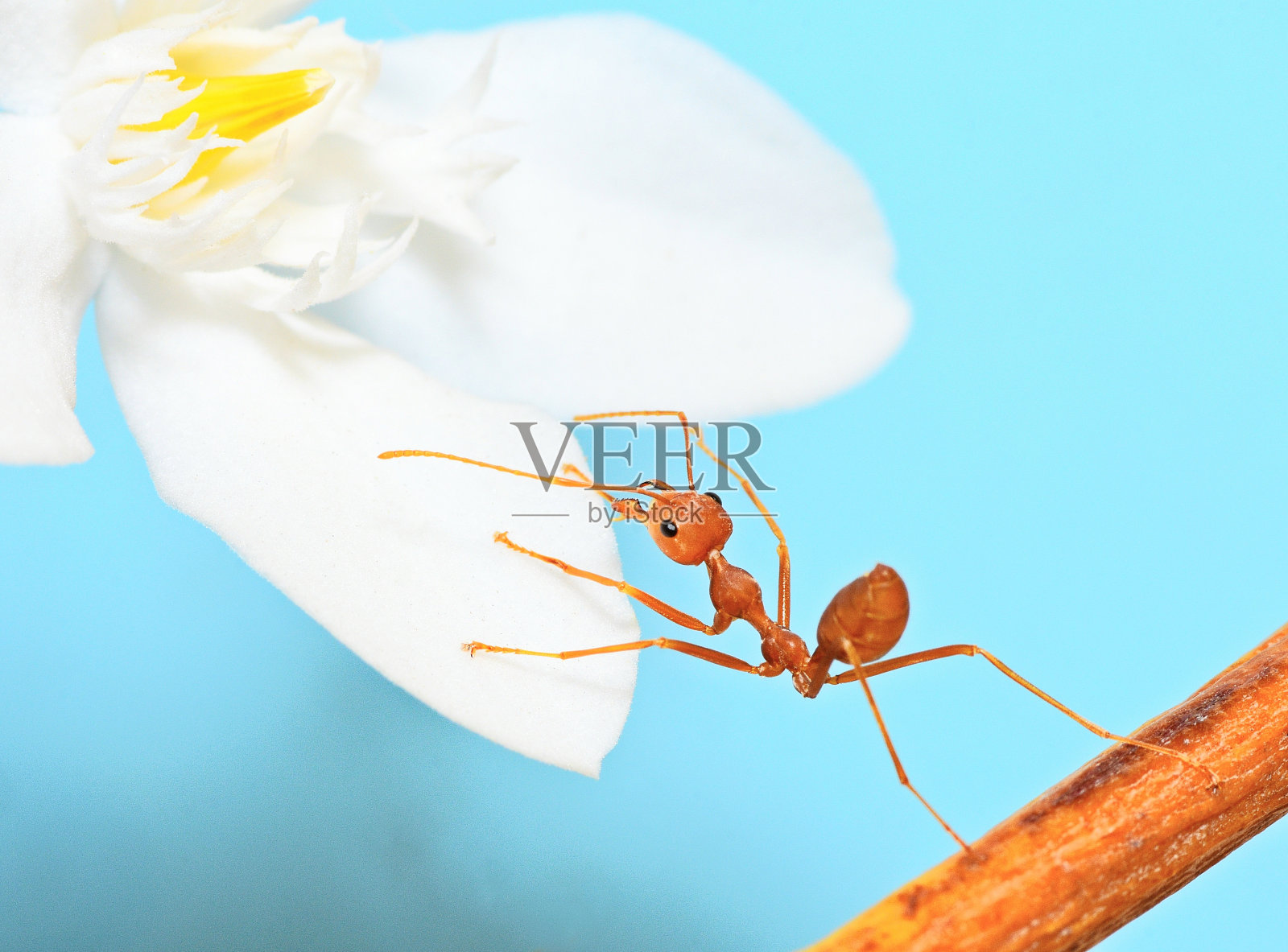 蚂蚁攀爬白色花瓣——动物行为。照片摄影图片