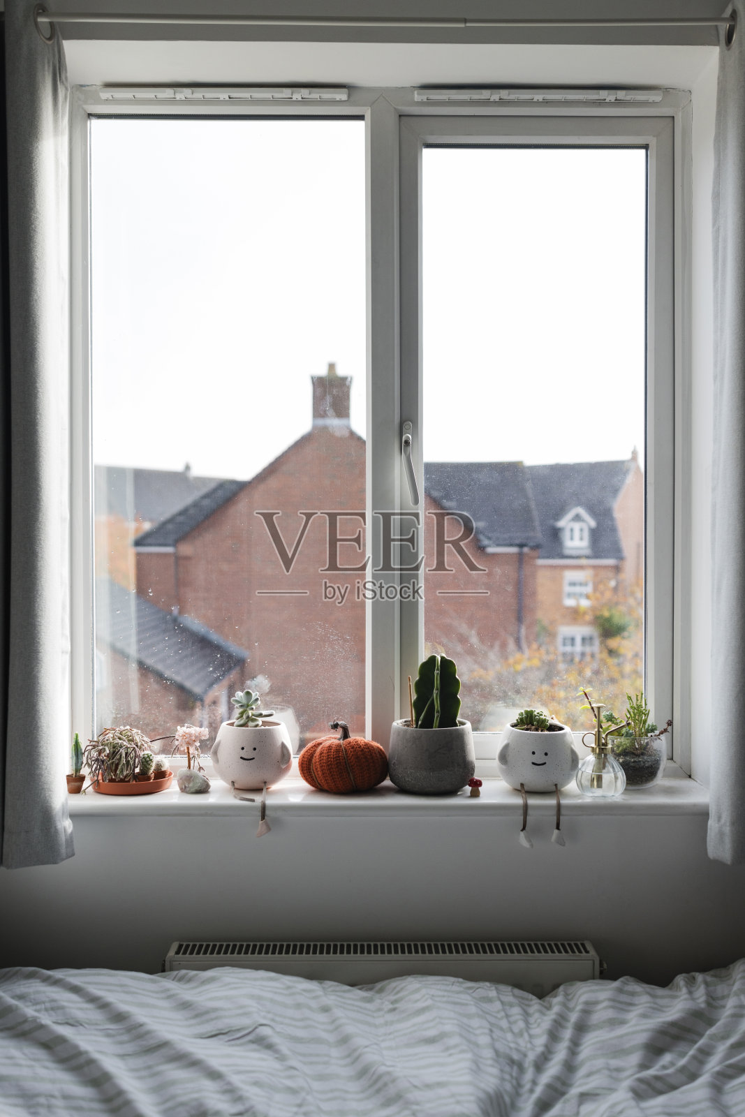 有趣的多肉植物沿着窗户照片摄影图片