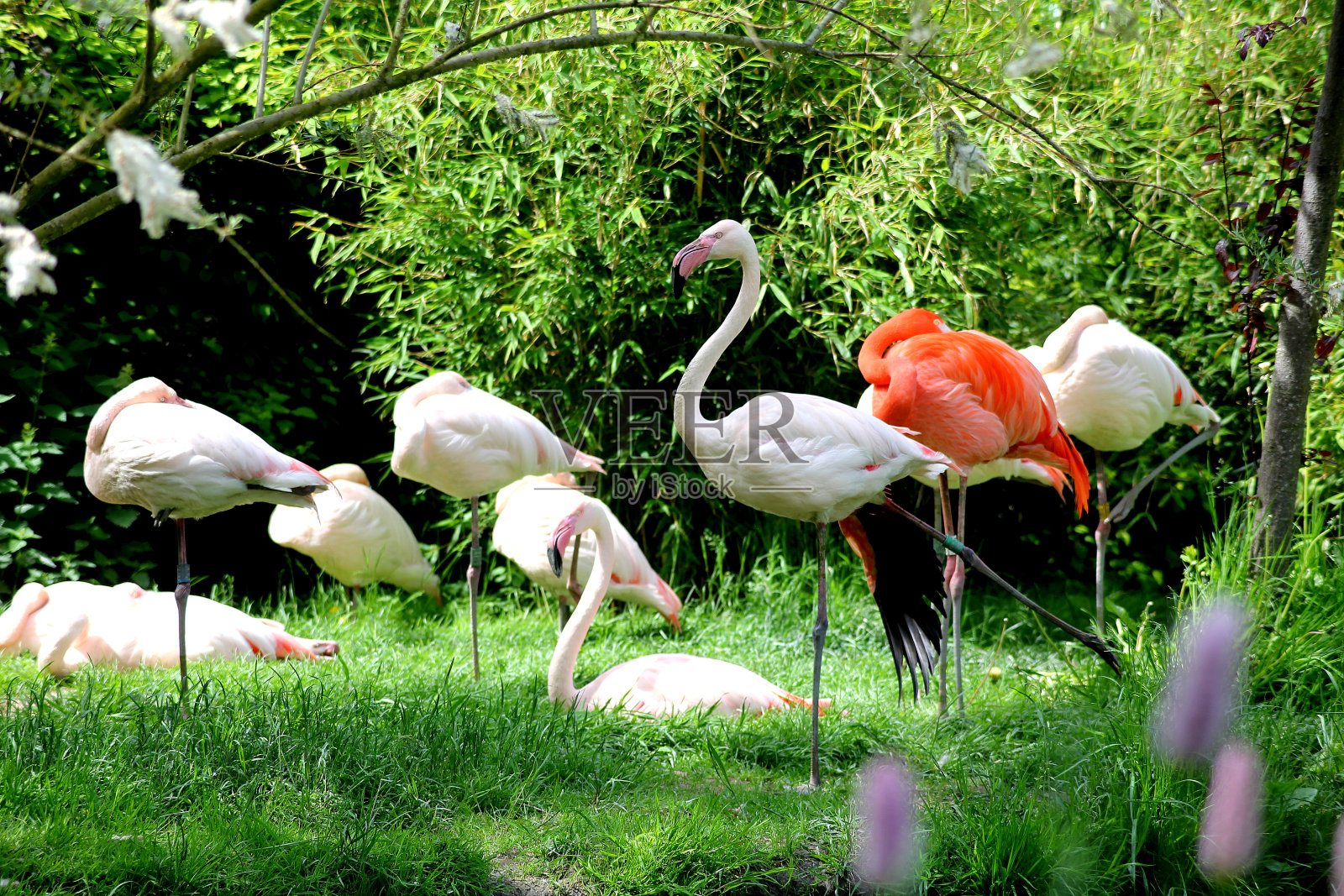 一群火烈鸟照片摄影图片