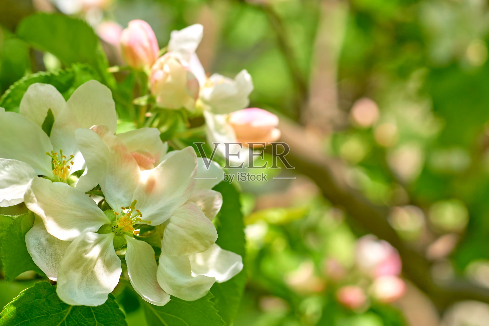 春天的苹果花洁白娇嫩，满园都是照片摄影图片