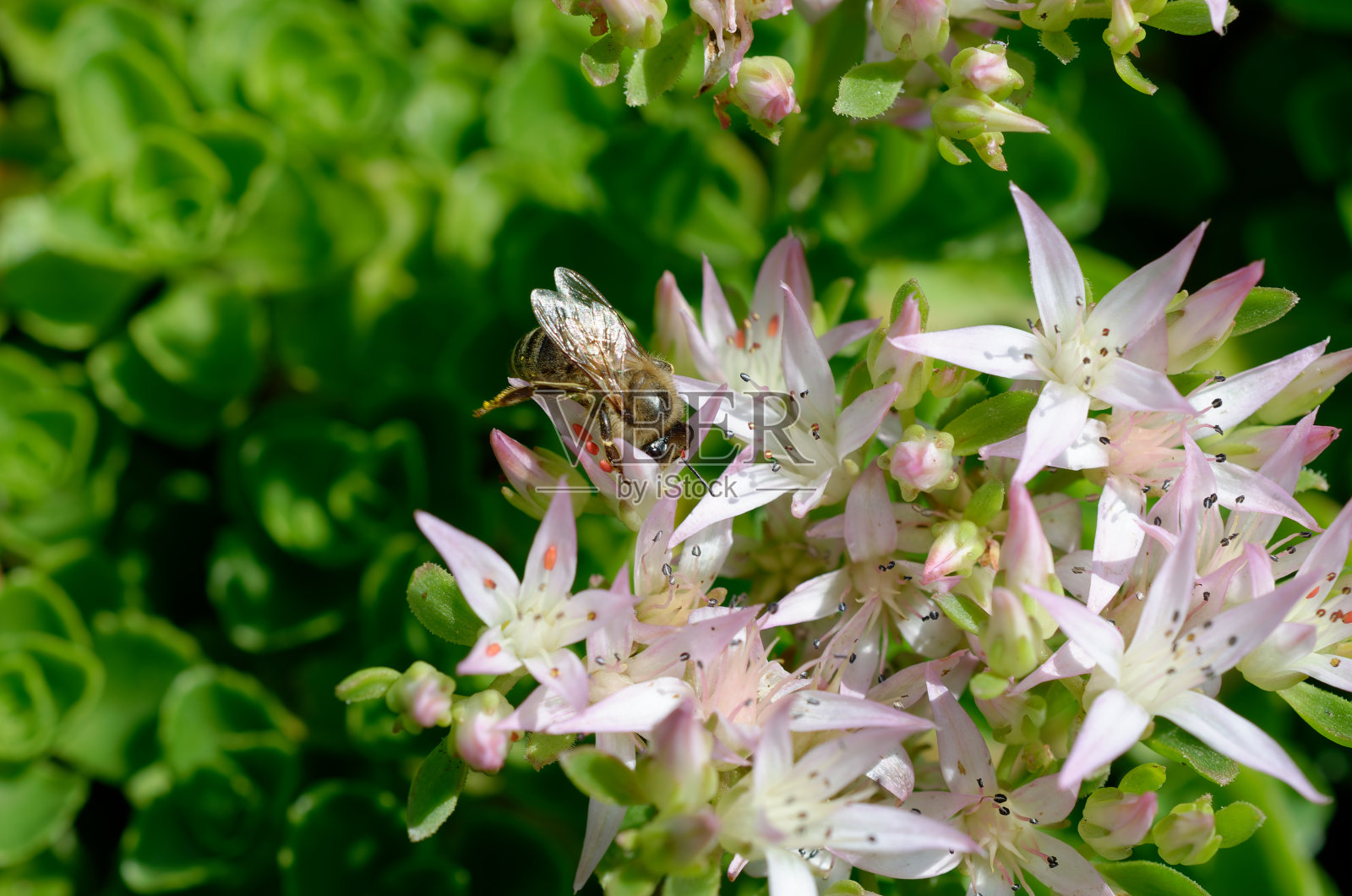 白色景天属植物照片摄影图片