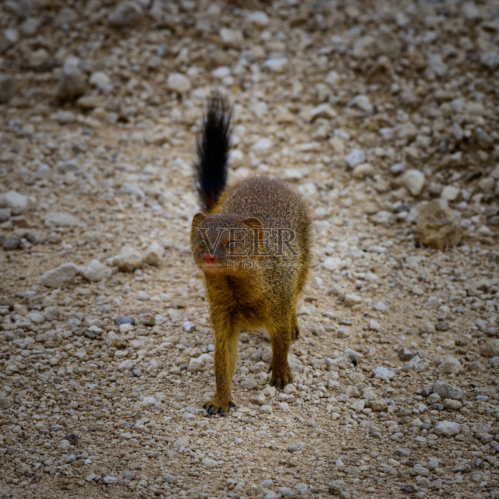 纤细的猫鼬照片摄影图片