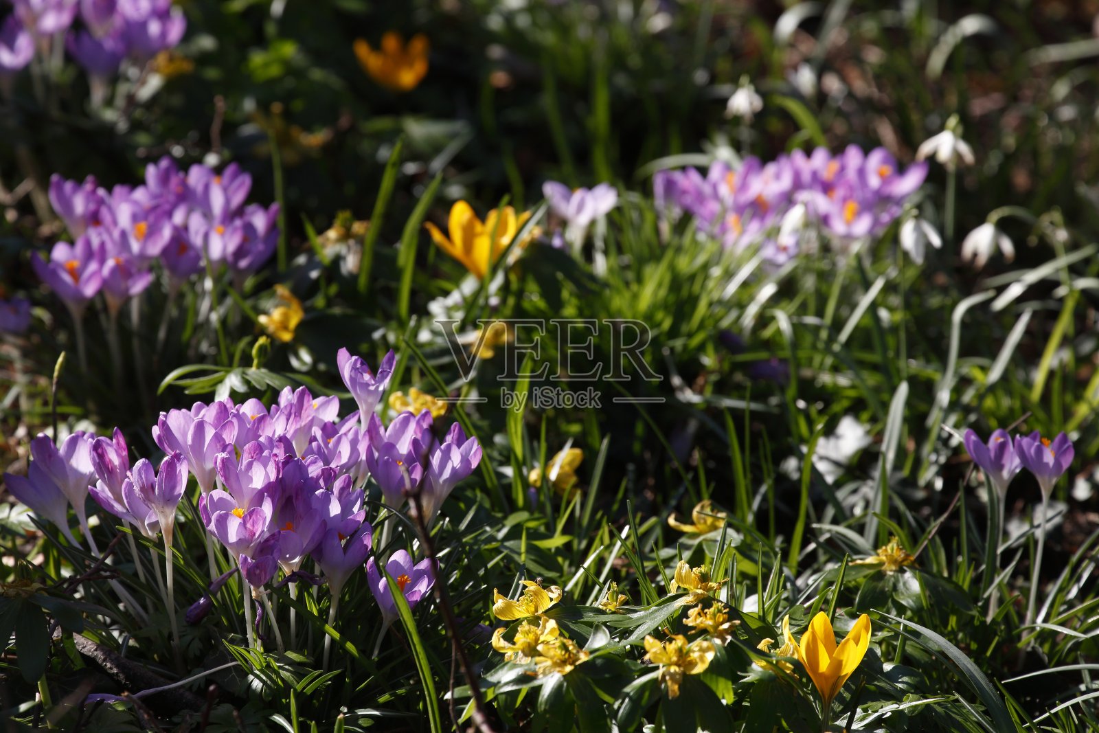 盛开的番红花，特写，德国照片摄影图片
