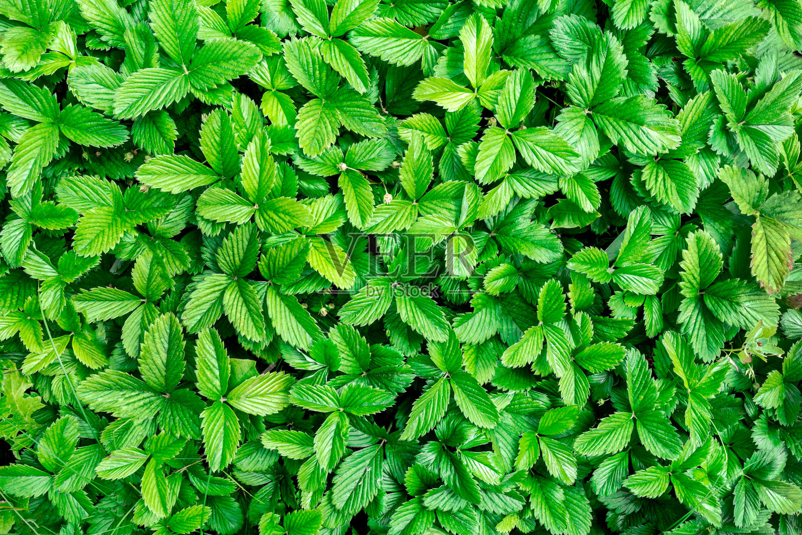 野草莓的叶子正在开花。自然的图案和质感照片摄影图片