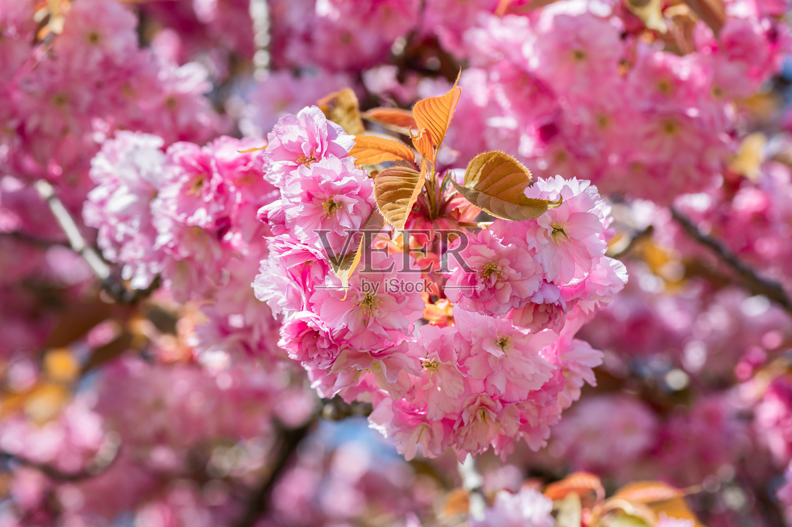 樱花盛开，樱花盛开照片摄影图片