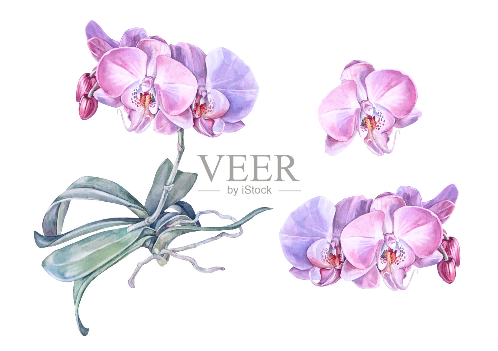 水彩粉红色兰花花与绿色的叶子和根孤立在白色的背景。创意自然现实的家庭植物，婚礼，卡片，壁纸，纺织品，包装，花店，庆典插画图片素材