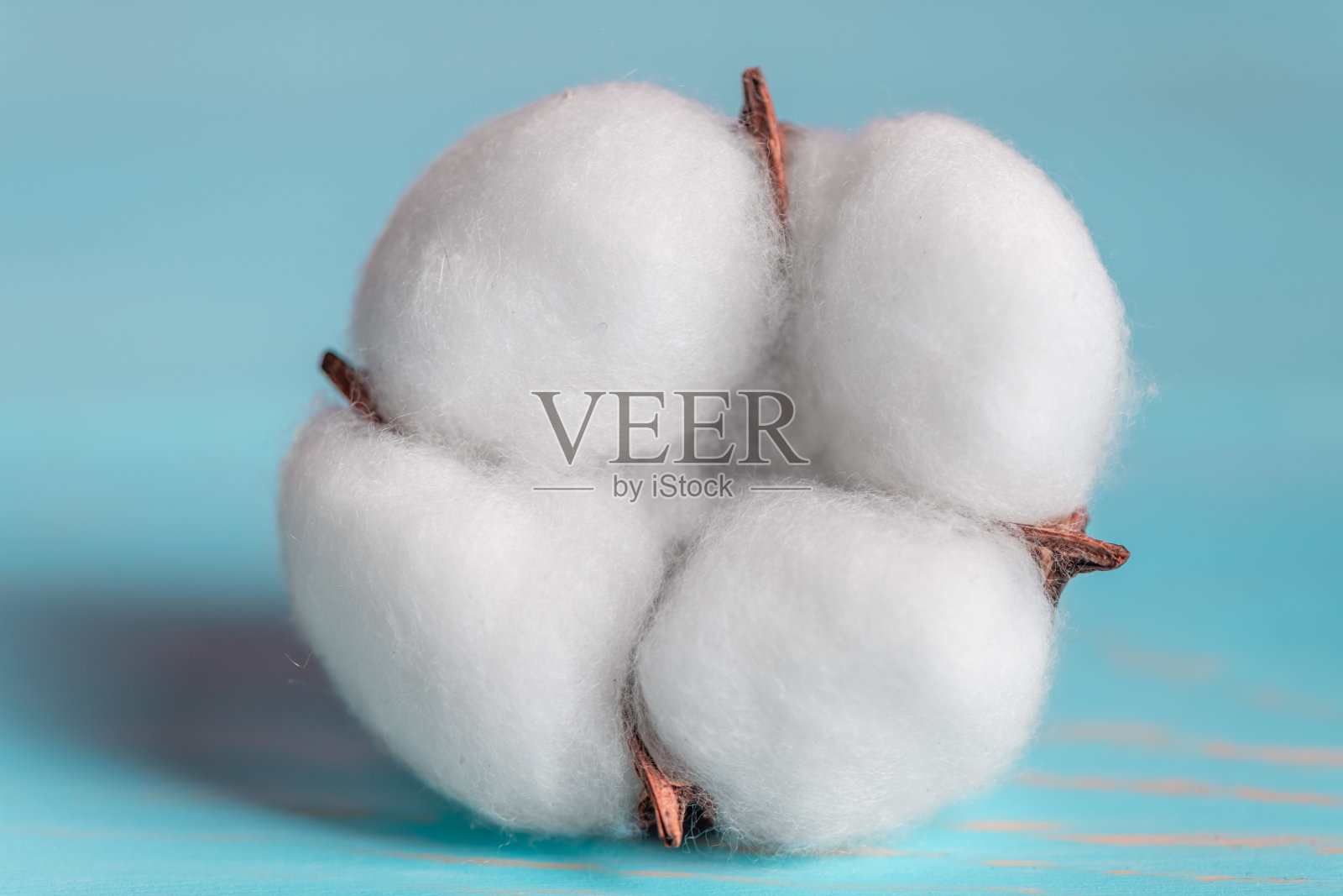 棉花花特写，微距。棉花用于制作织物、纸张、天然花卉背景照片摄影图片