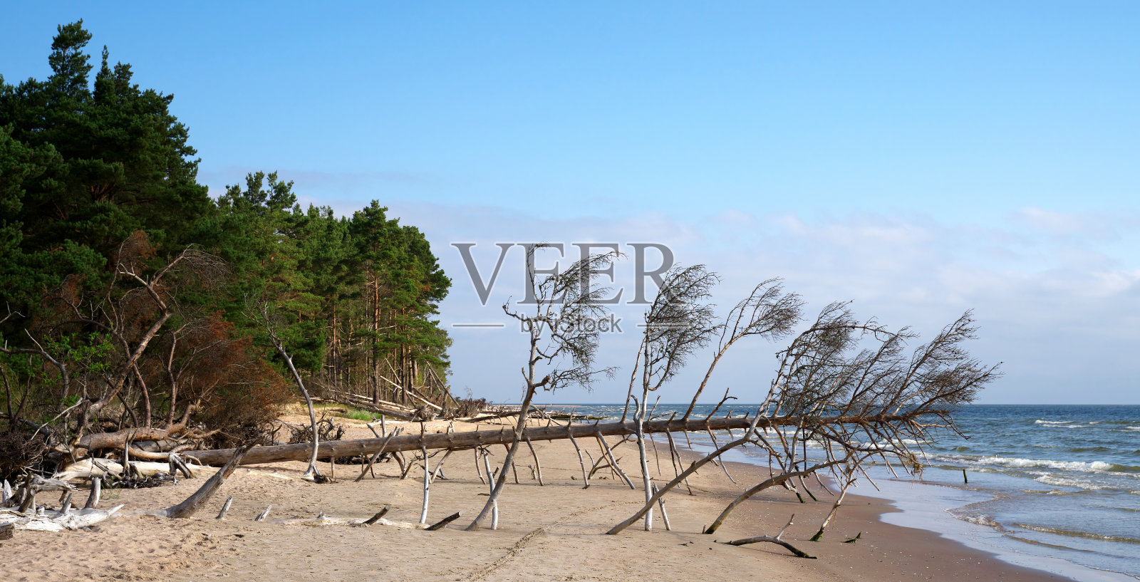 波罗的海沿岸的树木被冲走了。暴风雨摧毁了海岸。照片摄影图片