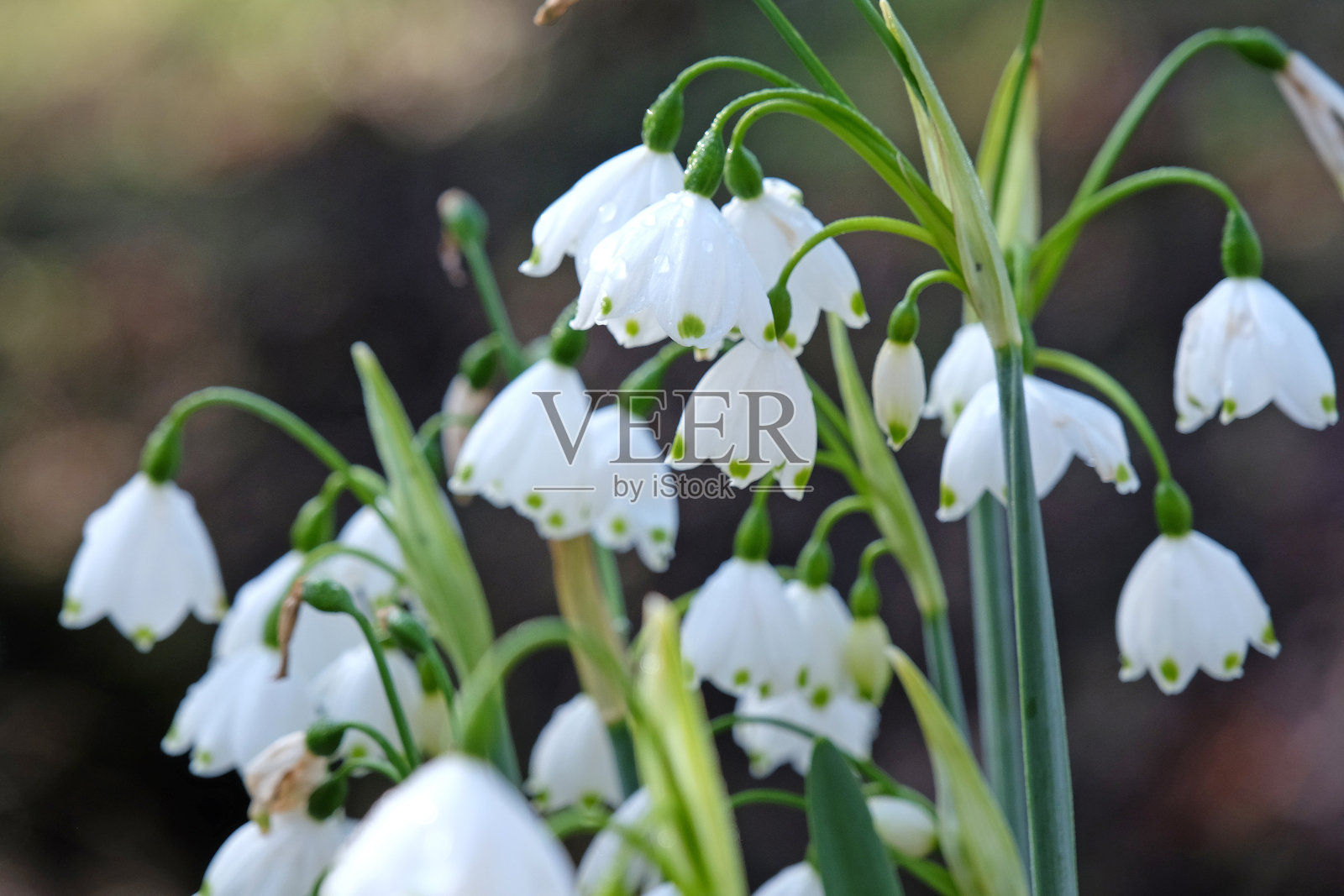 大白柳，又名雪花，在花中。照片摄影图片