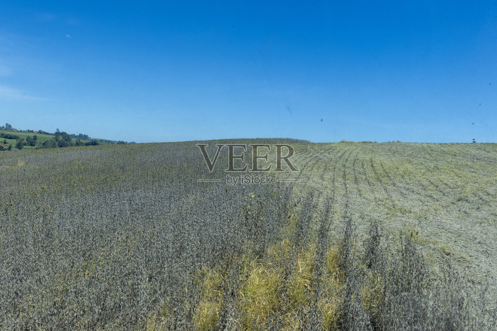 拖拉机在巴西的一个农场收割大豆。从机舱内看照片摄影图片