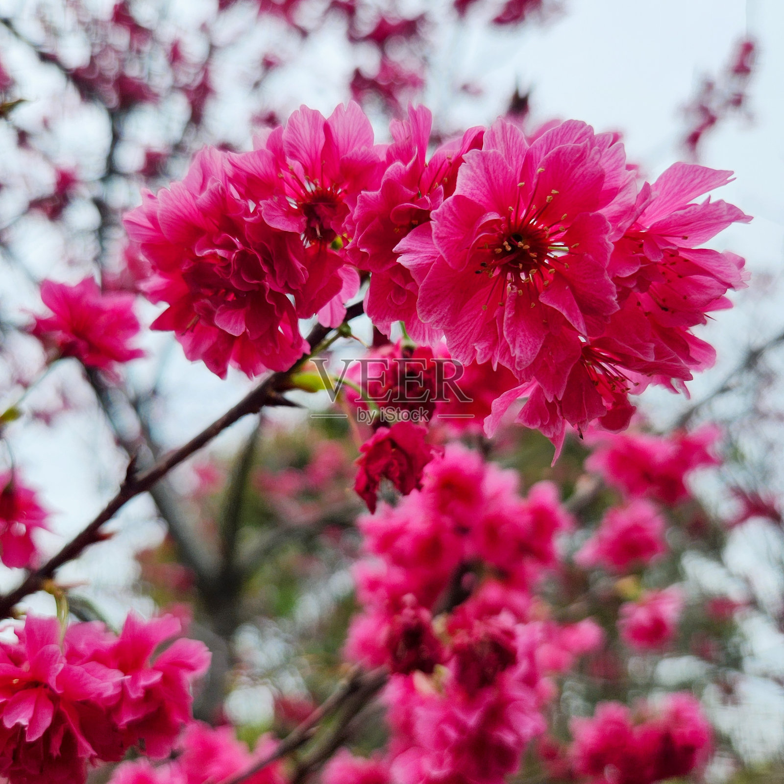 樱花-台湾台北。照片摄影图片