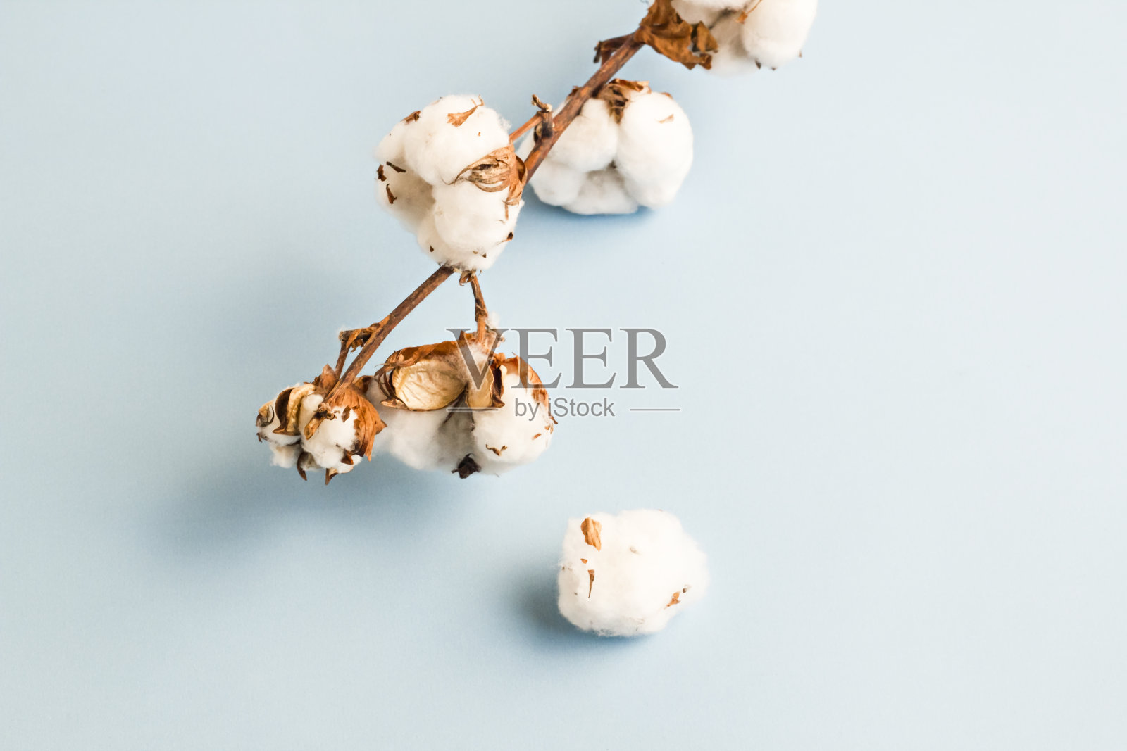 自然，干棉花枝在柔和的蓝色背景照片摄影图片