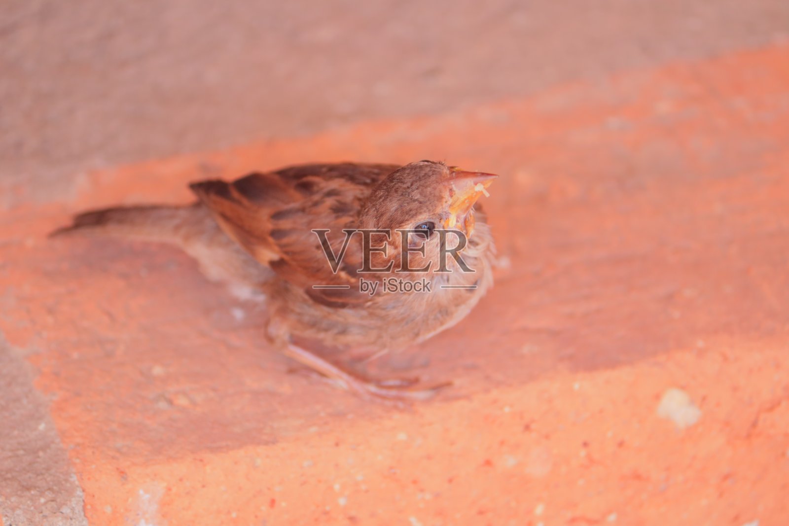 雌性麻雀向上看照片摄影图片